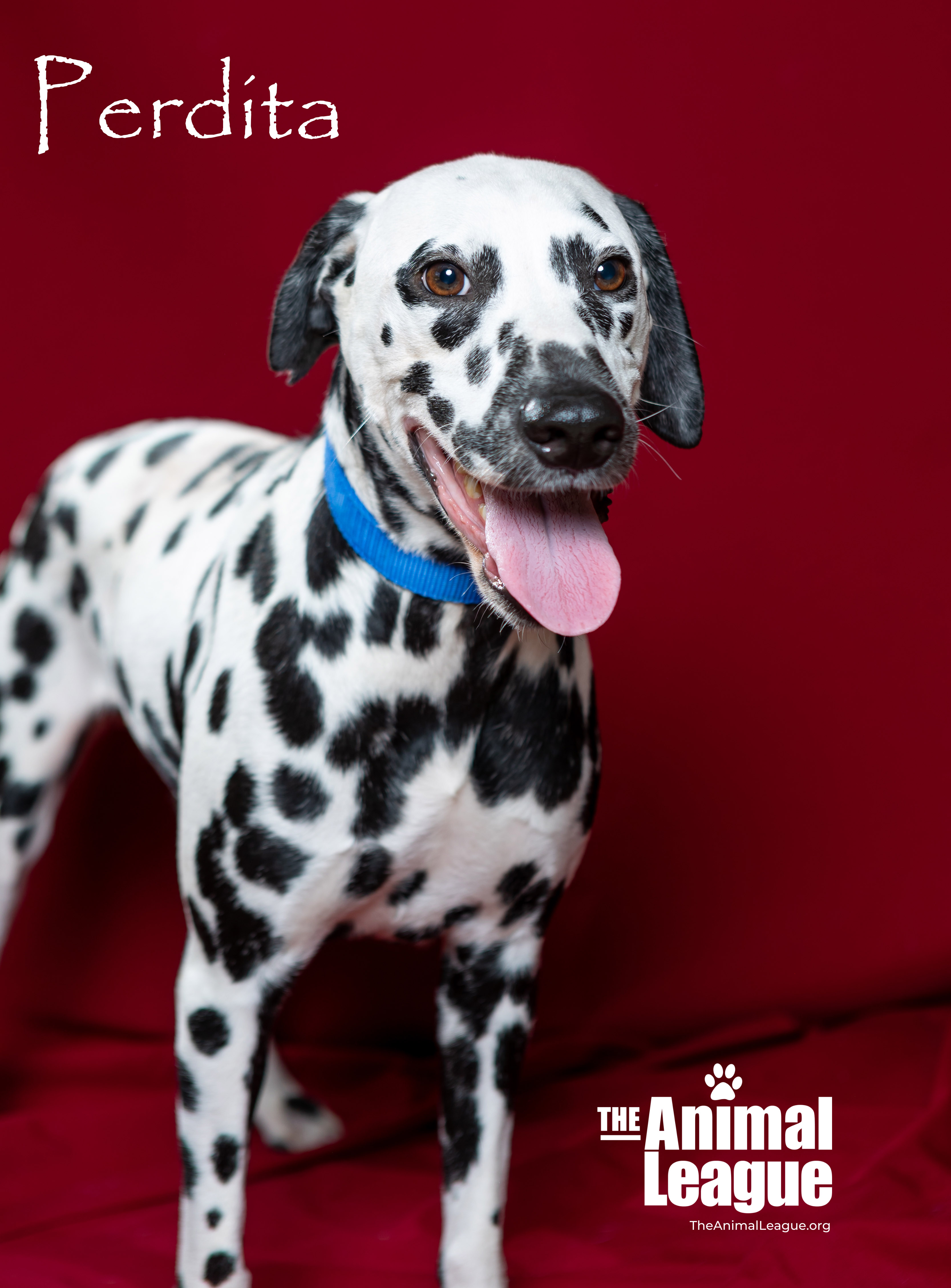 Perdita