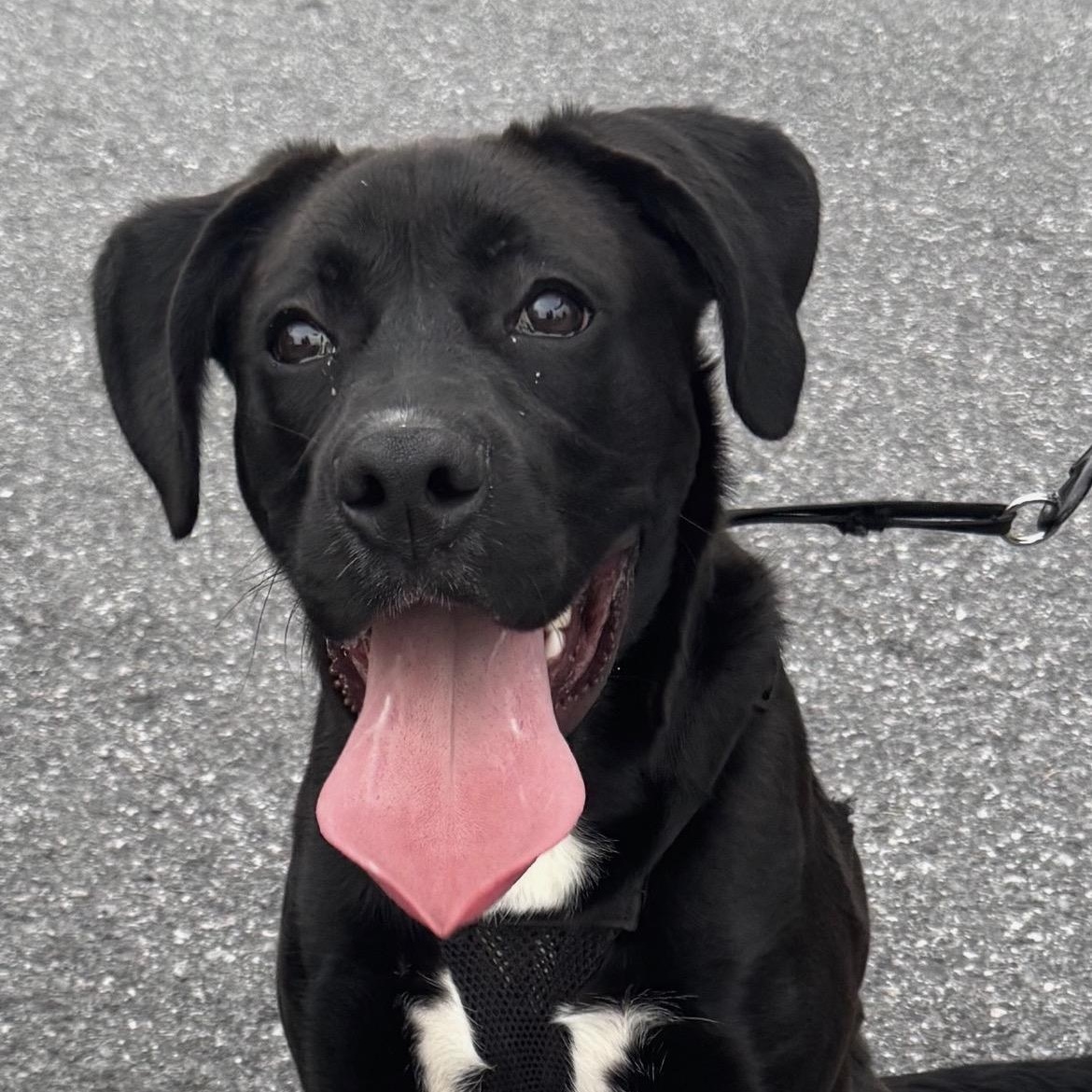 Enlarge Tyson, a ADOPTABLE mixed breed in Lincoln University, PA image 1/1