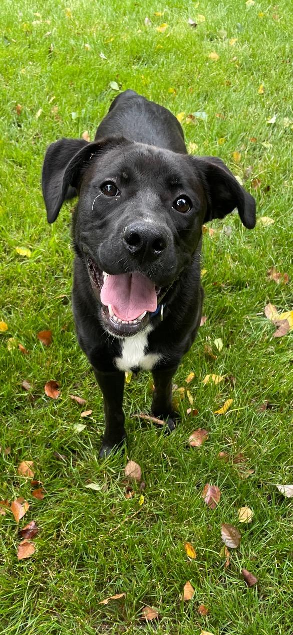 Tyson, Adoptable, Puppy Male Black Labrador Retriever & Boxer.