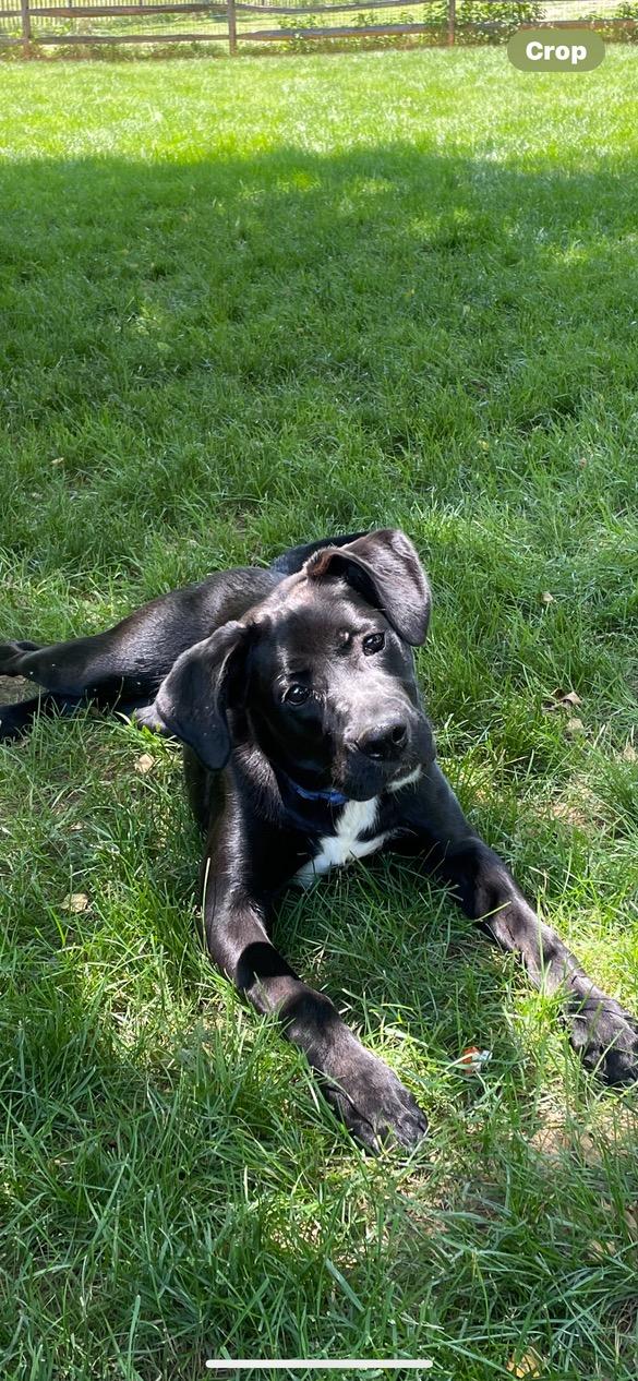 Tyson, a ADOPTABLE mixed breed in Lincoln University, PA image 1/2