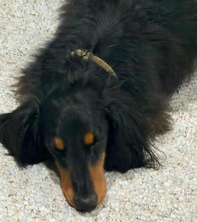 WINSTON, an adopted Dachshund (Long Haired) in Georgetown, KY image 2/2
