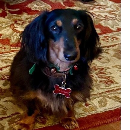 WINSTON, an adopted Dachshund (Long Haired) in Georgetown, KY image 1/2