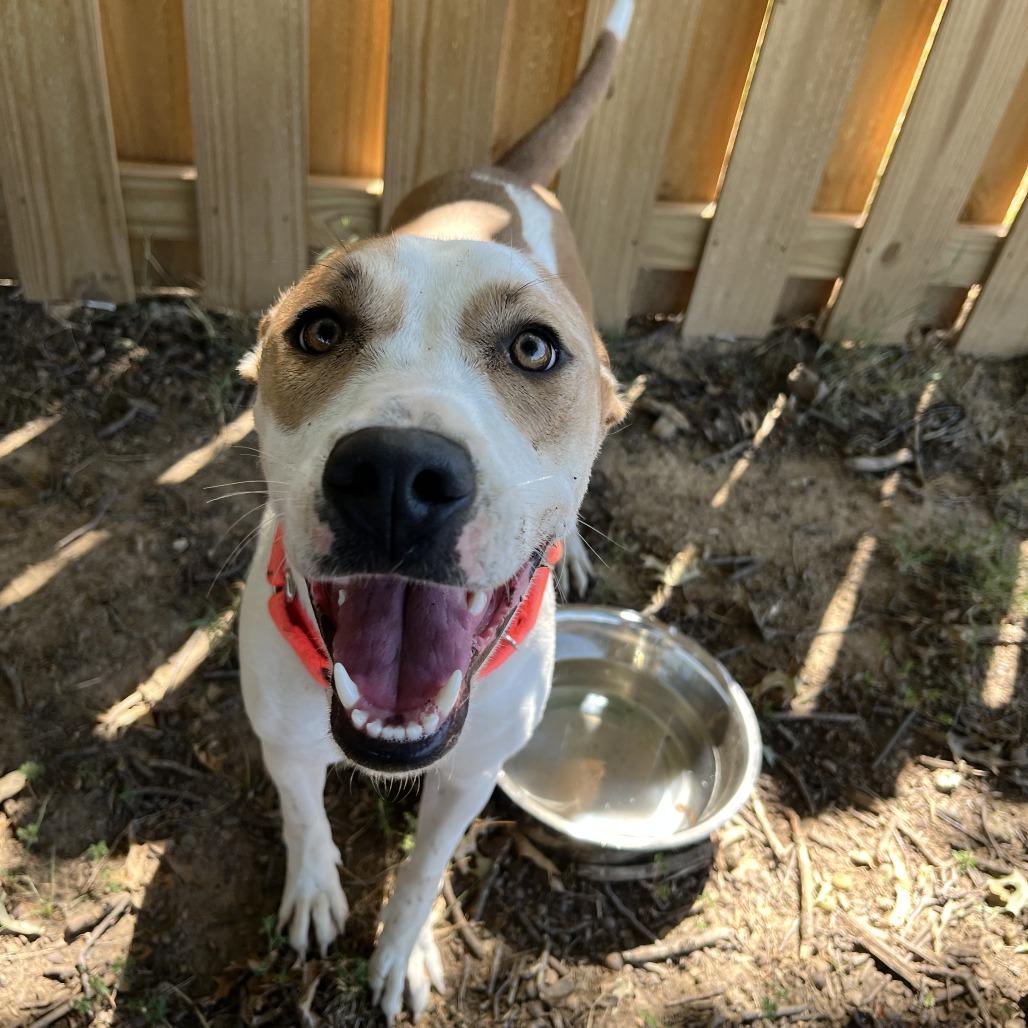 Tempe, Adoptable, Young Female Pit Bull Terrier & Mixed Breed.