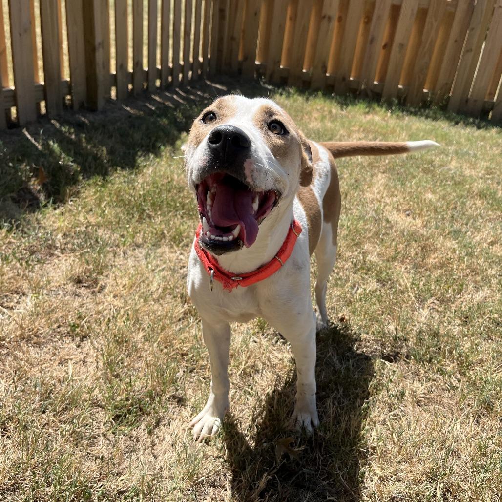 Enlarge Tempe, a Adoptable mixed breed in Fayetteville, AR image 3/6