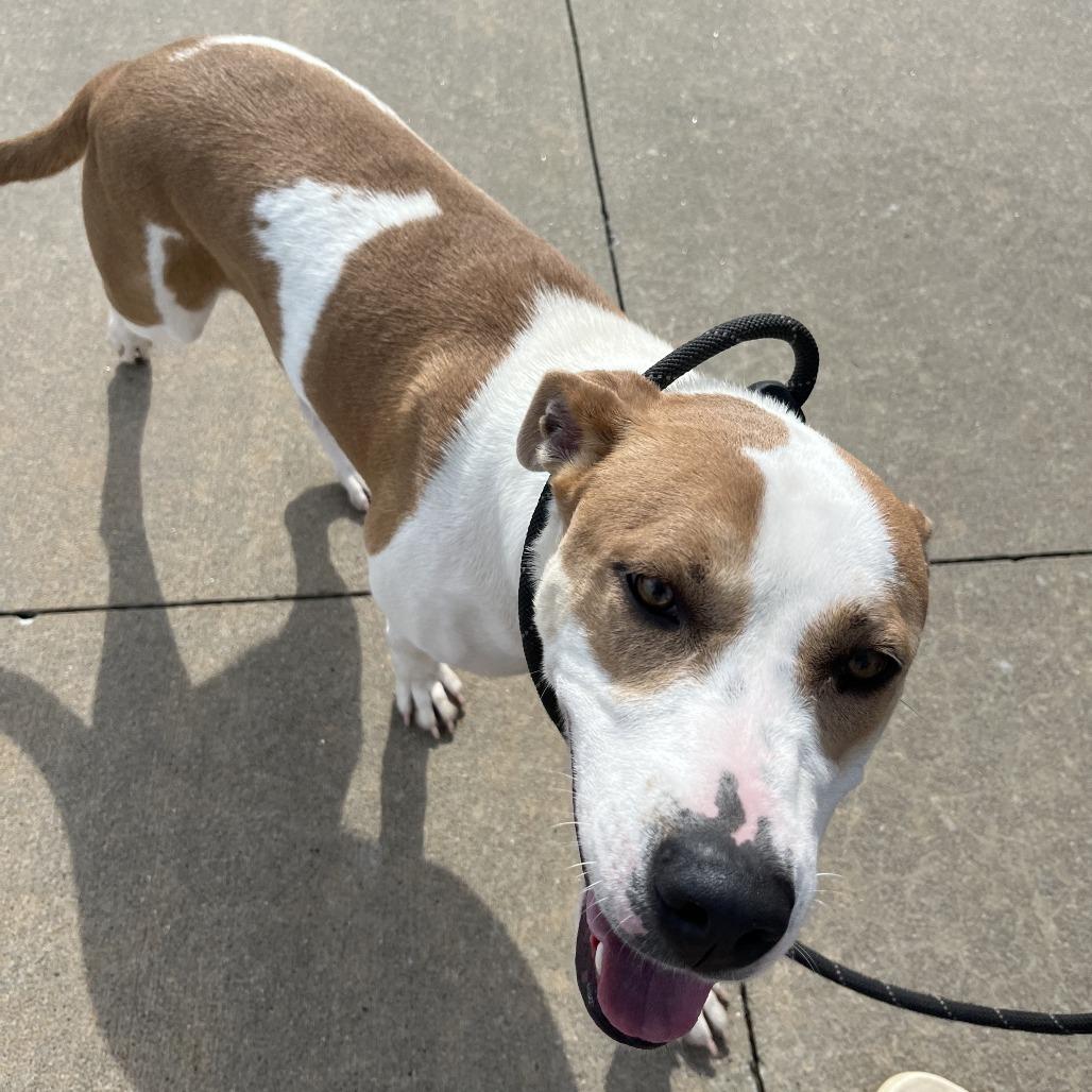 Enlarge Tempe, a Adoptable mixed breed in Fayetteville, AR image 4/6