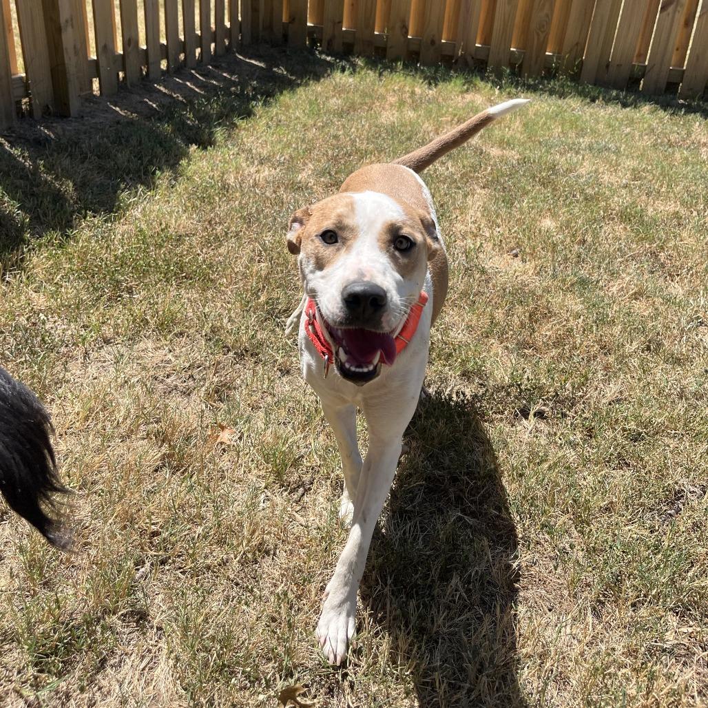 Enlarge Tempe, a Adoptable mixed breed in Fayetteville, AR image 5/6