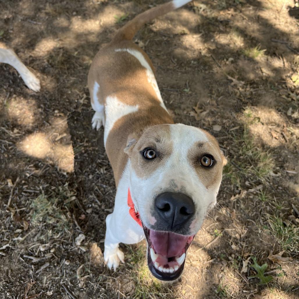Enlarge Tempe, a Adoptable mixed breed in Fayetteville, AR image 6/6