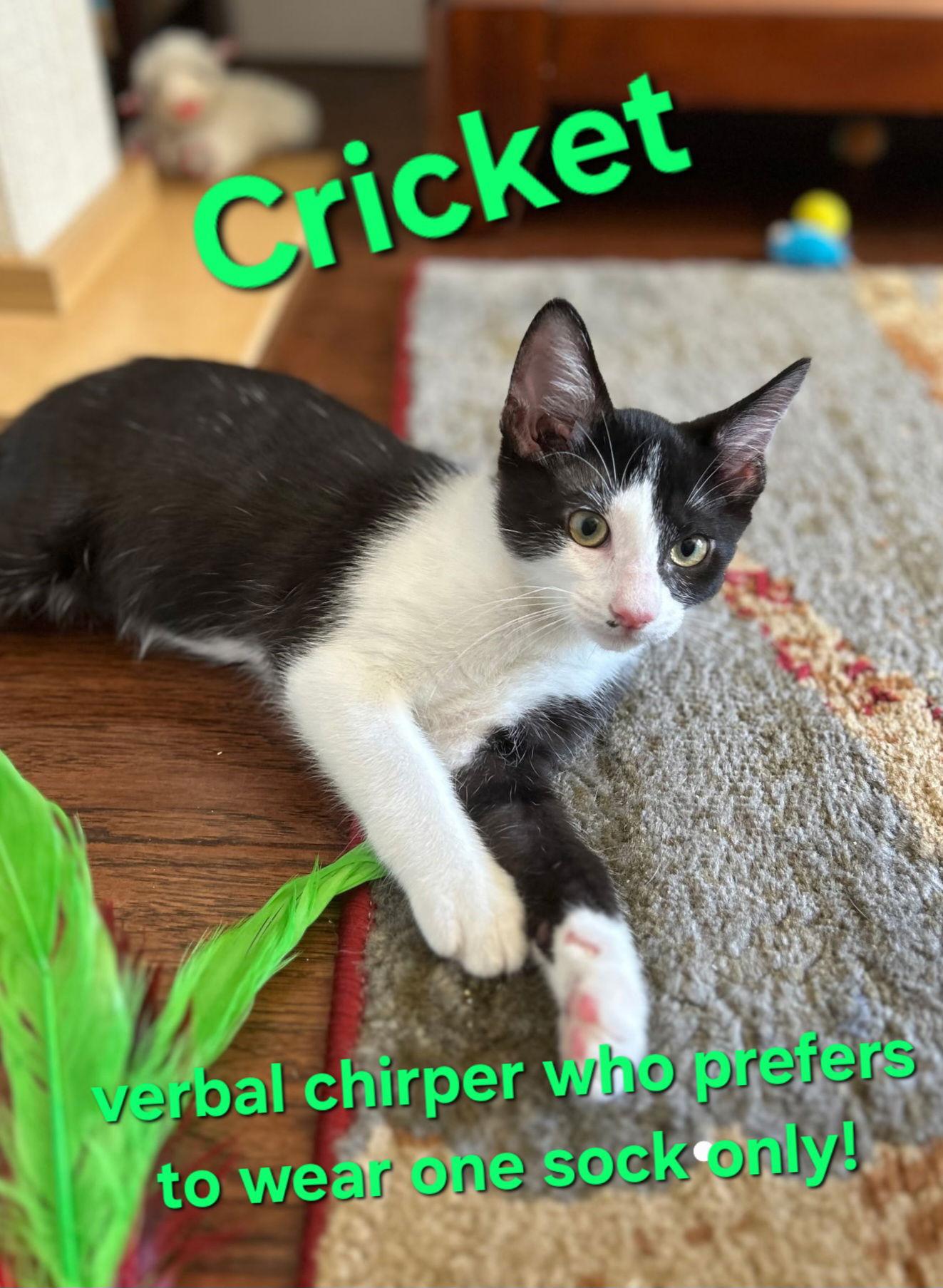 Cricket, Adoptable, Kitten Male Domestic Short Hair.
