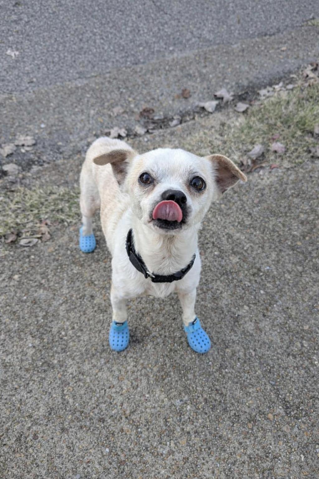 Napoleon, a Adoptable mixed breed in Virginia Beach, VA image 1/3