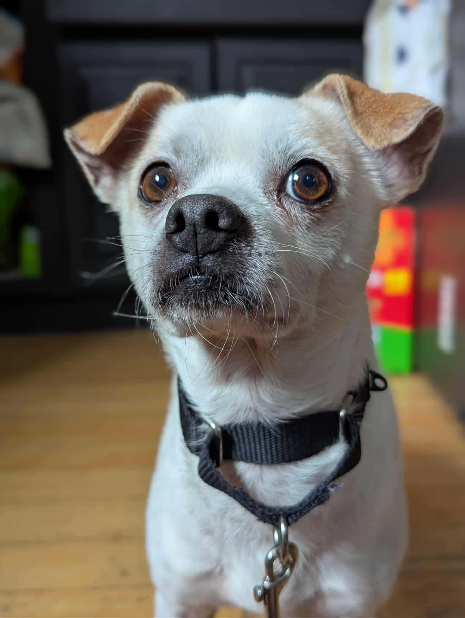 Enlarge Napoleon, a Adoptable mixed breed in Virginia Beach, VA image 1/6