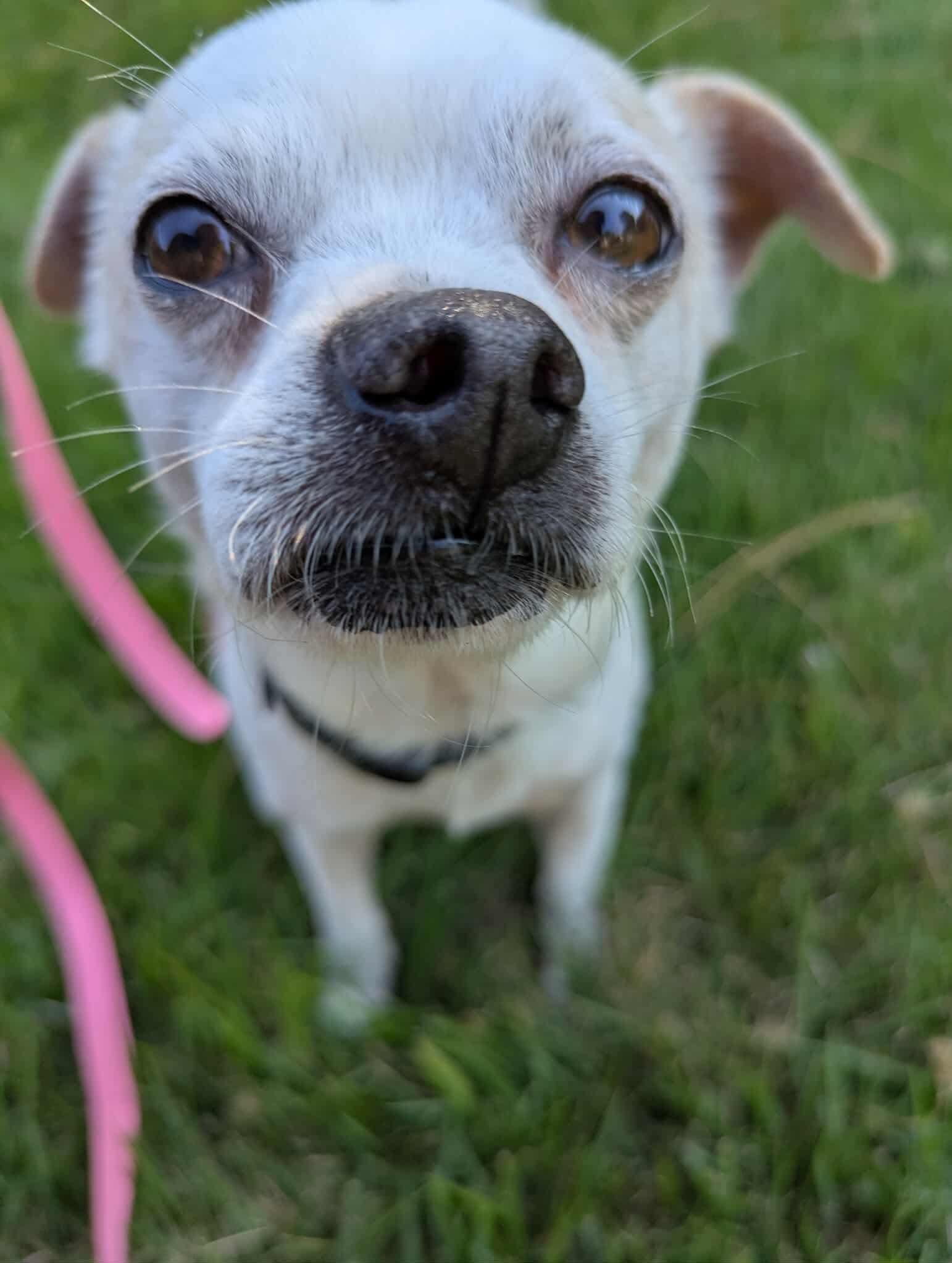 Enlarge Napoleon, a Adoptable mixed breed in Virginia Beach, VA image 3/6