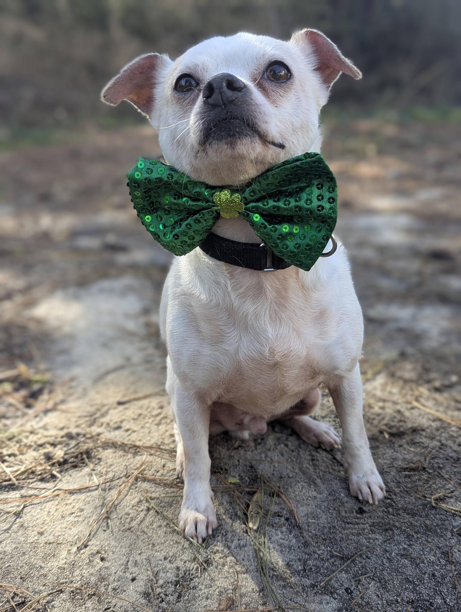 Napoleon, a Adoptable mixed breed in Virginia Beach, VA image 2/3