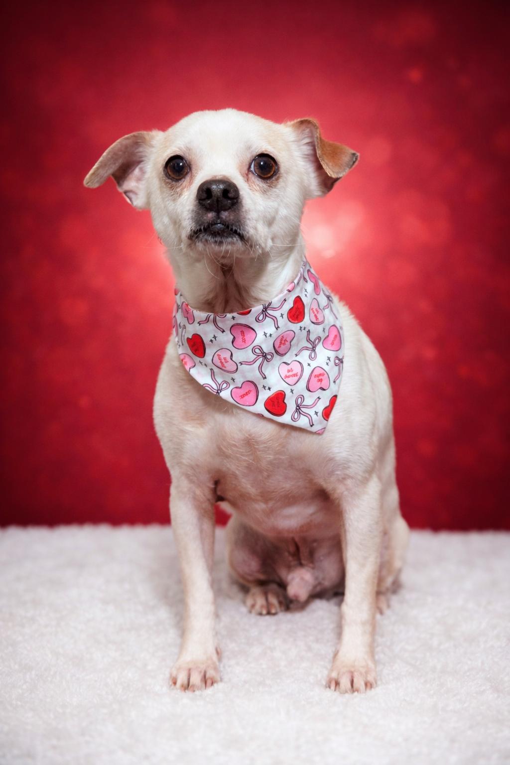 Napoleon, a Adoptable mixed breed in Virginia Beach, VA image 3/3