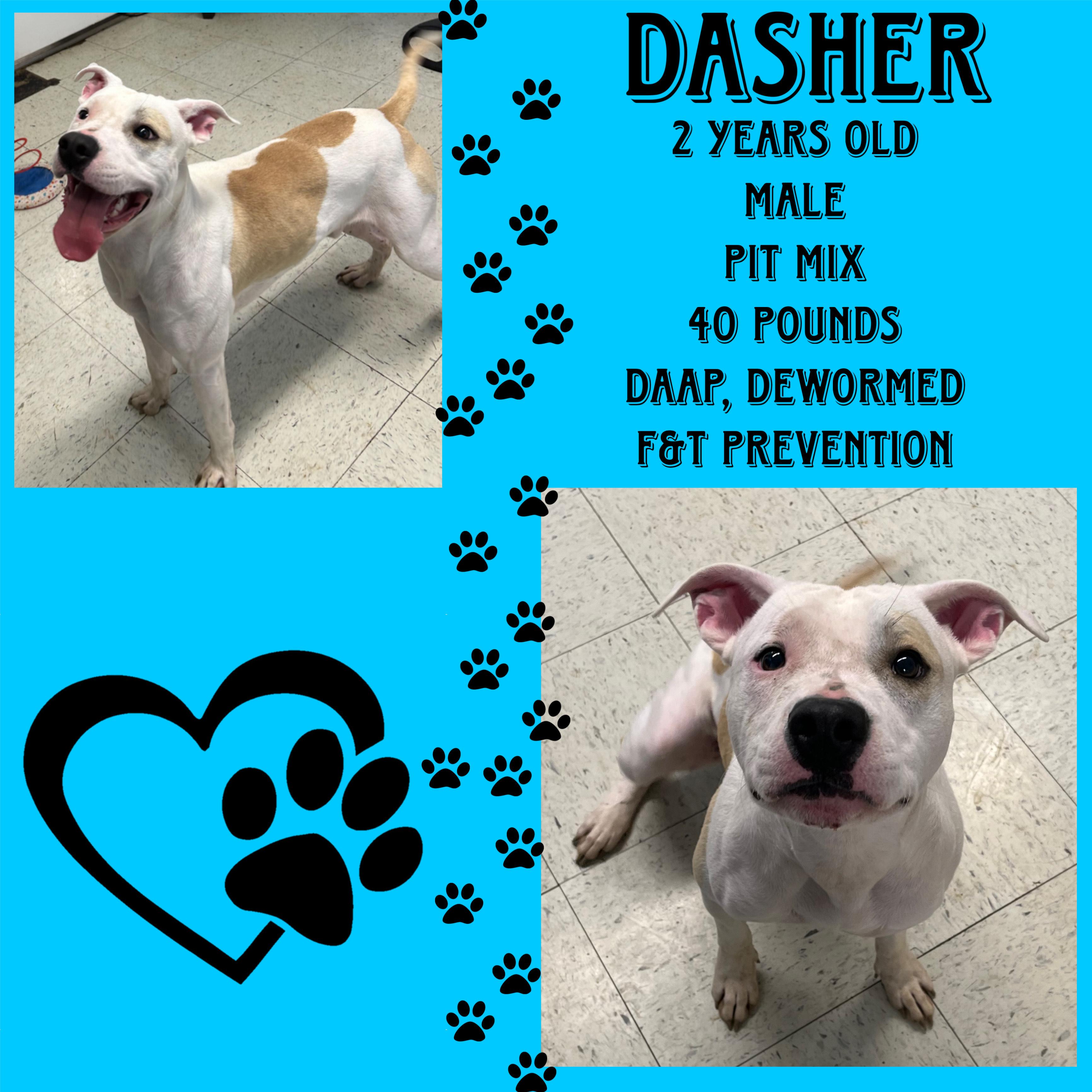 Enlarge Dasher, a Adoptable mixed breed in Cynthiana, KY image 1/1