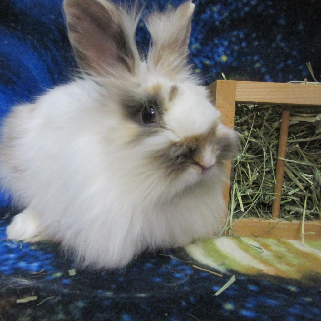 Einstein, a Adoptable Lionhead in Newport, PA image 1/5