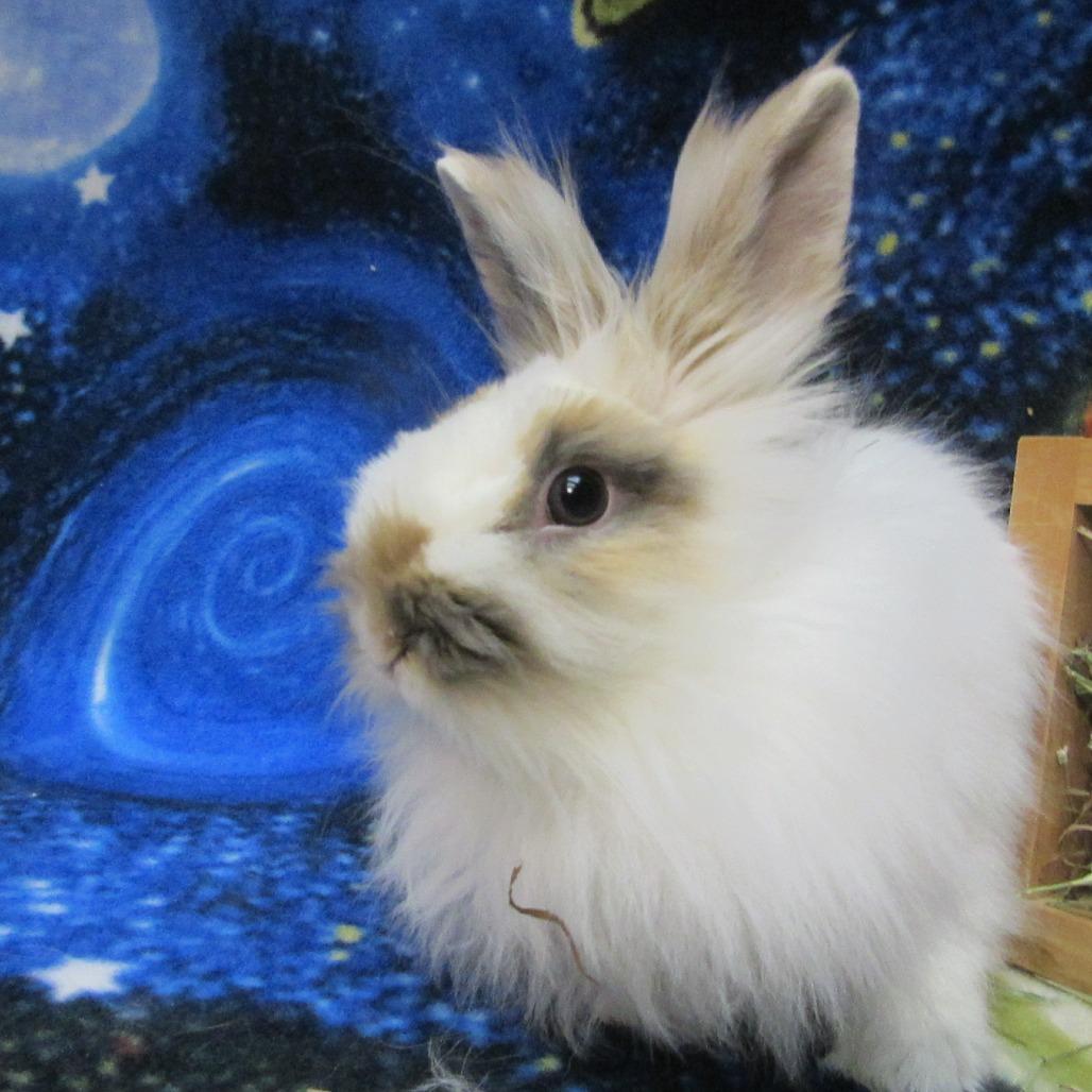 Einstein, a Adoptable Lionhead in Newport, PA image 2/5