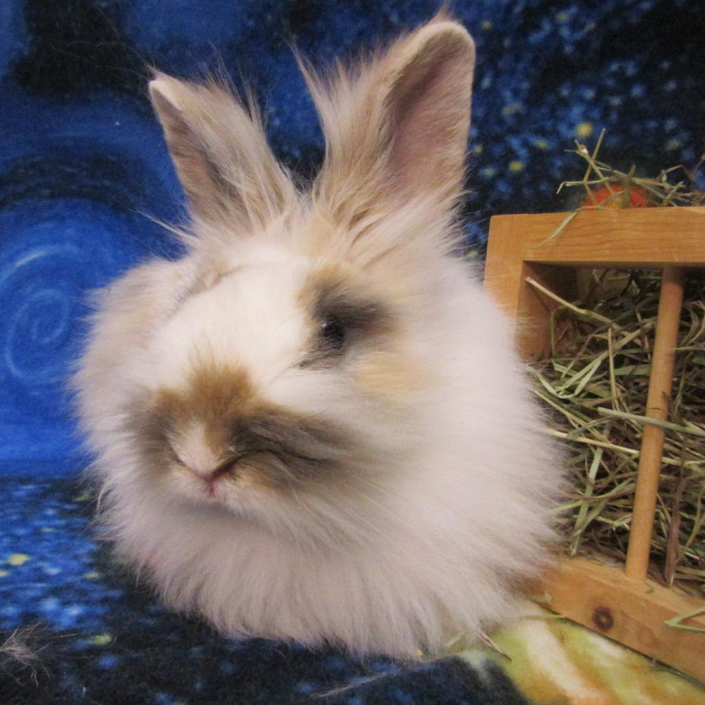 Einstein, a Adoptable Lionhead in Newport, PA image 3/5