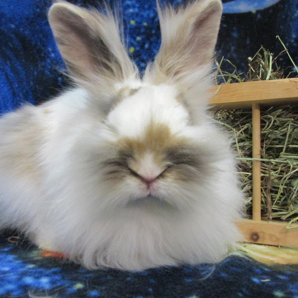 Einstein, a Adoptable Lionhead in Newport, PA image 4/5