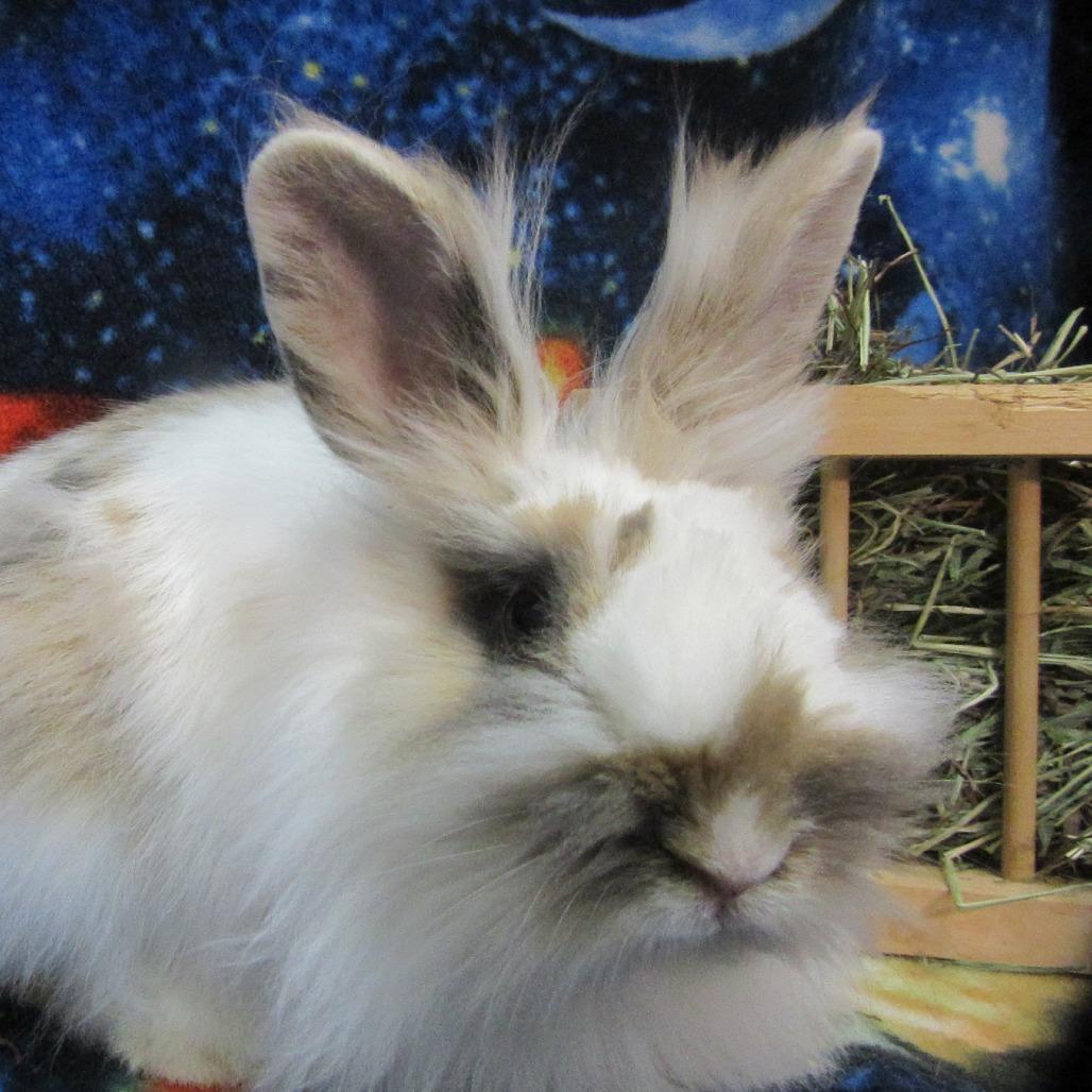 Einstein, a Adoptable Lionhead in Newport, PA image 5/5