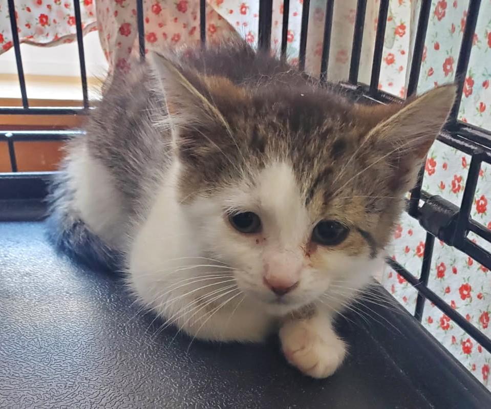 Enlarge Ruby (Super Friendly), a ADOPTABLE mixed breed in Ypsilanti, MI image 4/5