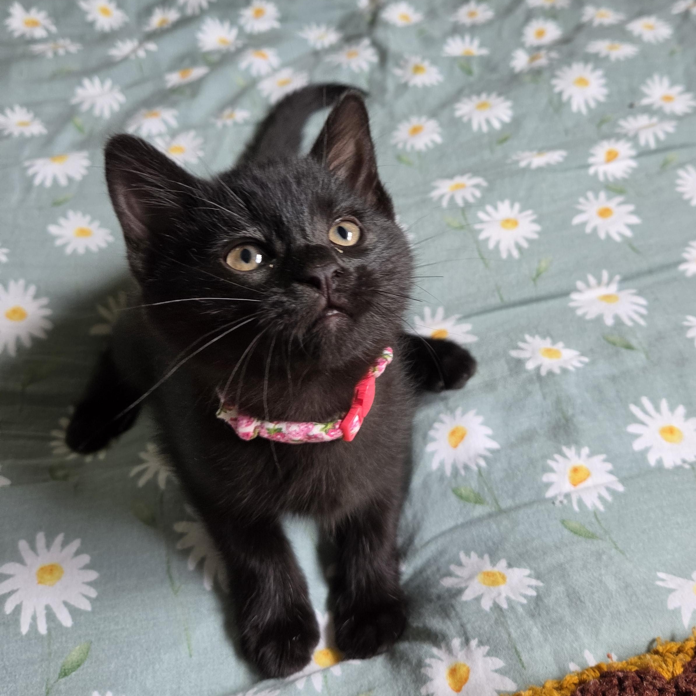 Enlarge Sprite (bonded with Soot), a Adoptable mixed breed in Fort Oglethorpe, GA image 4/6