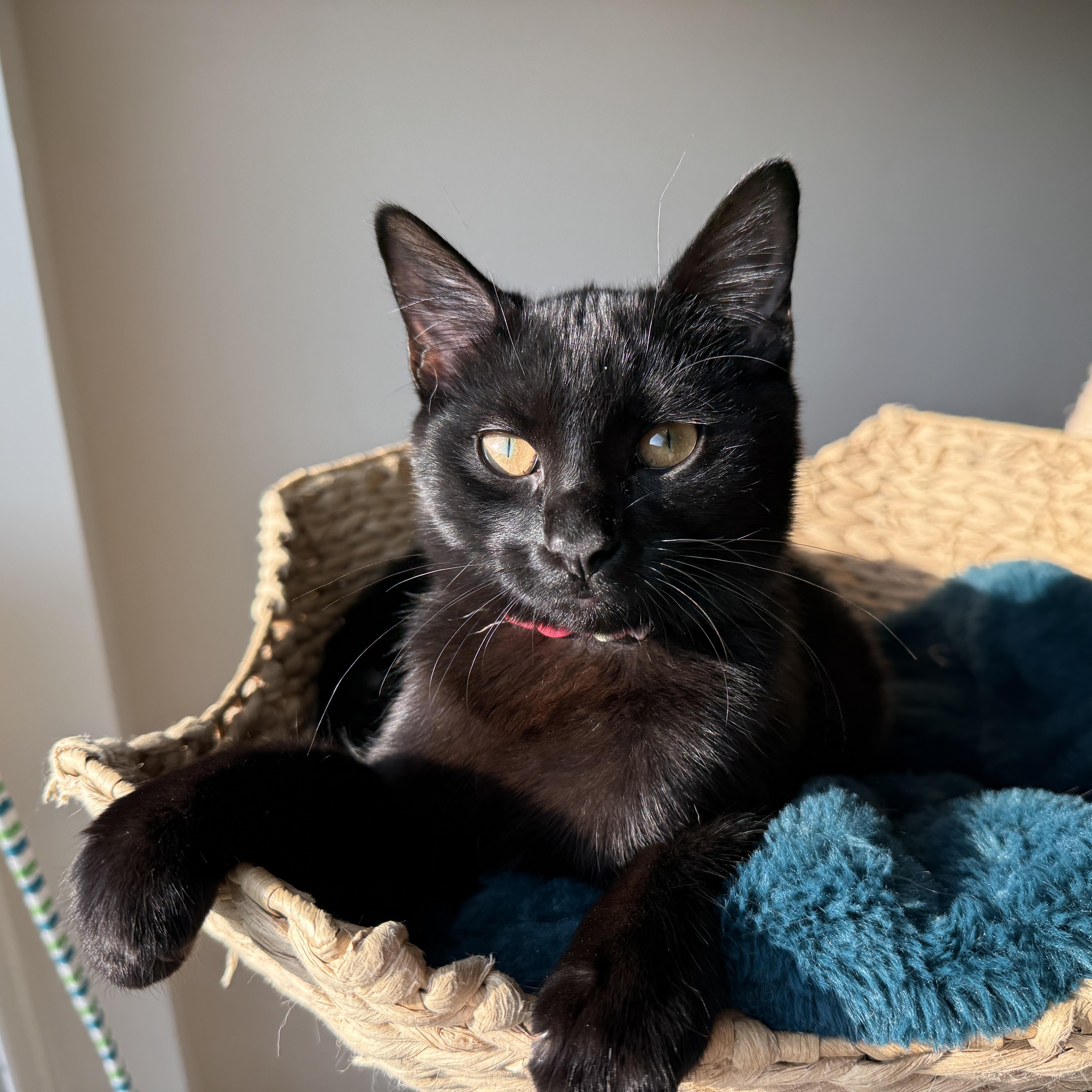 Enlarge Sprite (bonded with Soot), a Adoptable mixed breed in Fort Oglethorpe, GA image 6/6