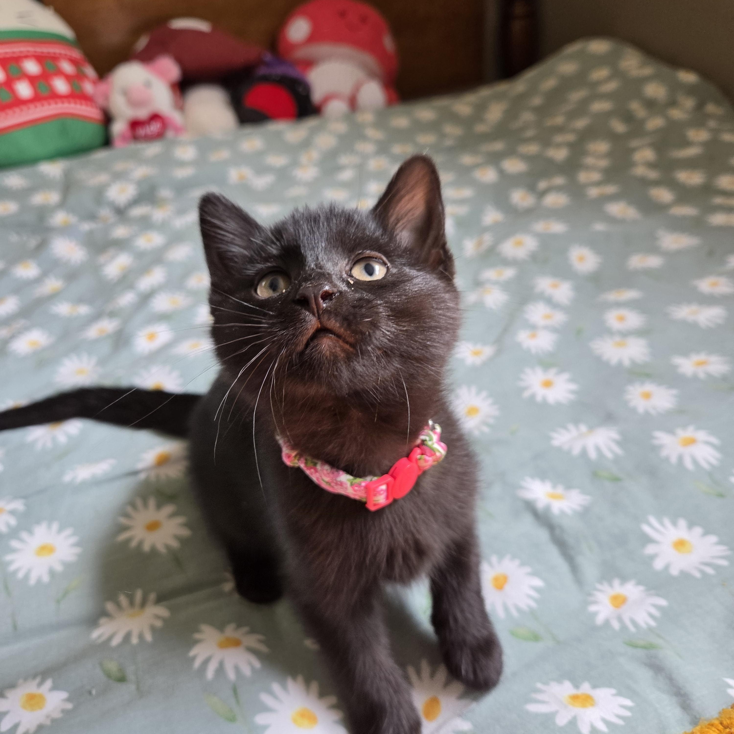 Enlarge Sprite (bonded with Soot), a Adoptable mixed breed in Fort Oglethorpe, GA image 5/6
