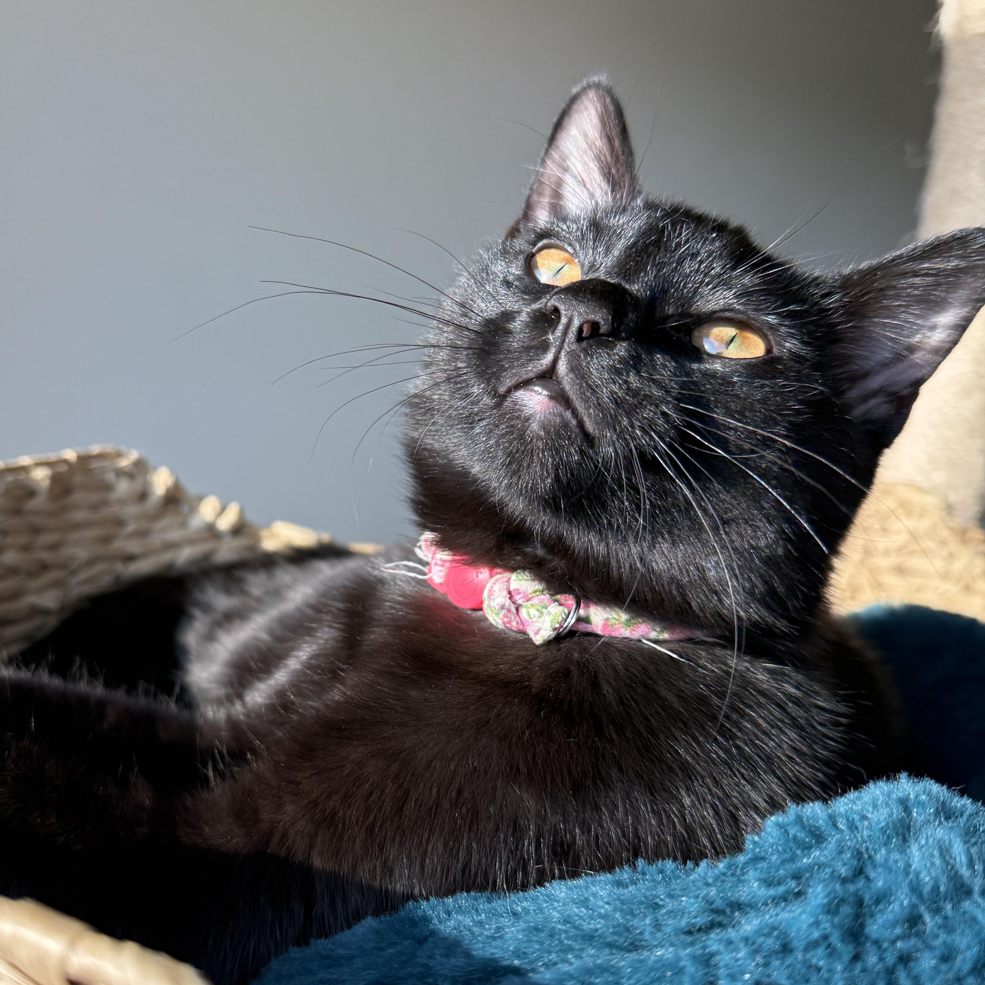 Enlarge Sprite (bonded with Soot), a Adoptable mixed breed in Fort Oglethorpe, GA image 1/6