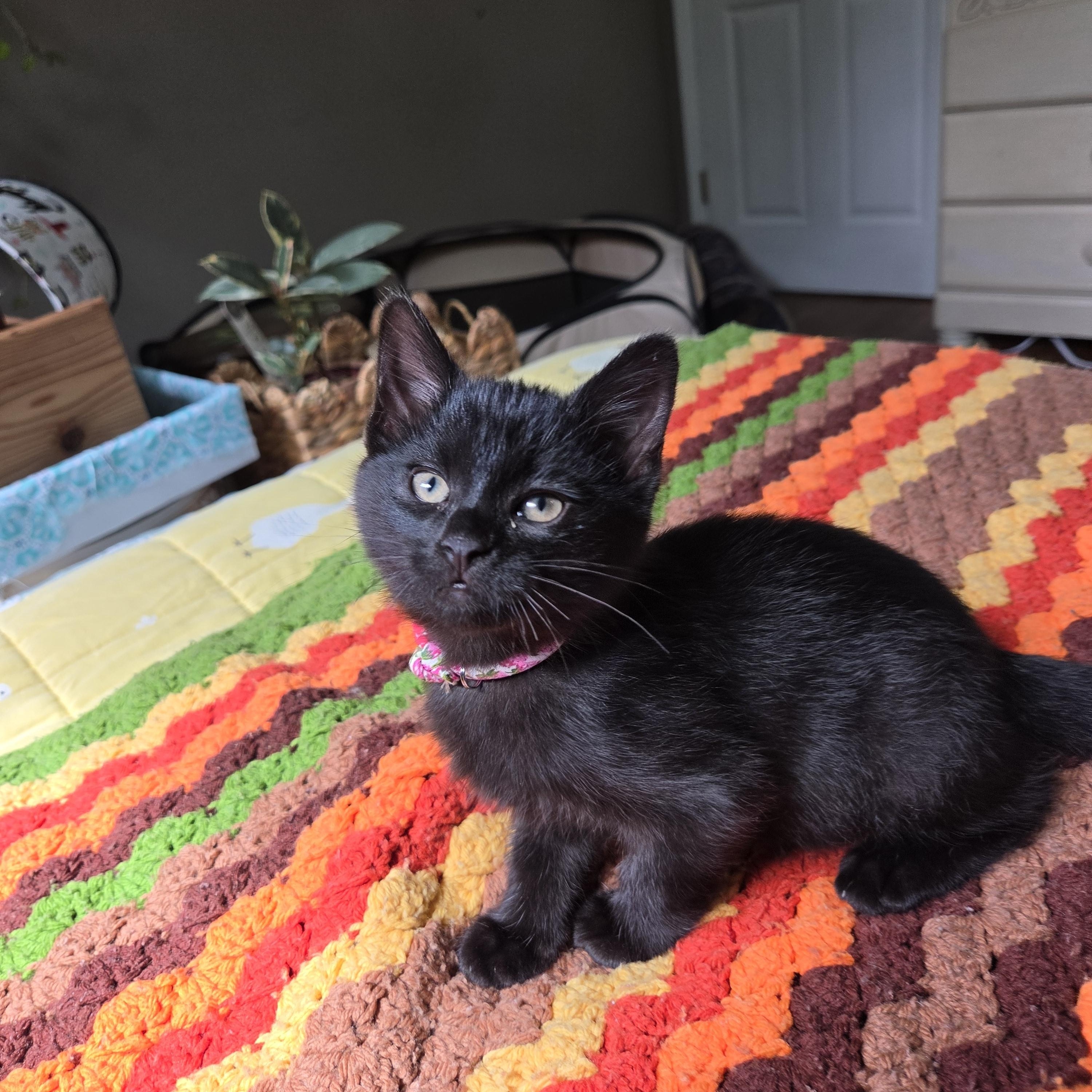 Enlarge Sprite (bonded with Soot), a Adoptable mixed breed in Fort Oglethorpe, GA image 3/6