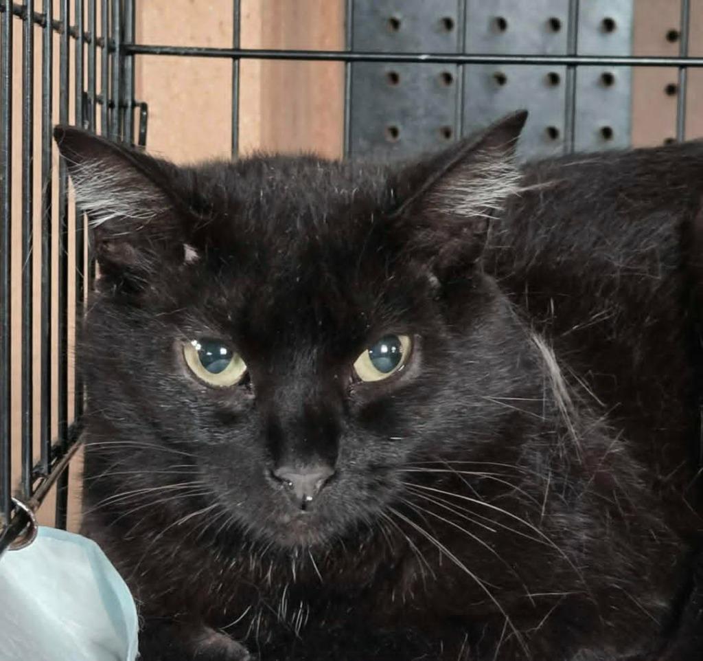Punky Brewster, a Adoptable mixed breed in Olney, IL image 2/2