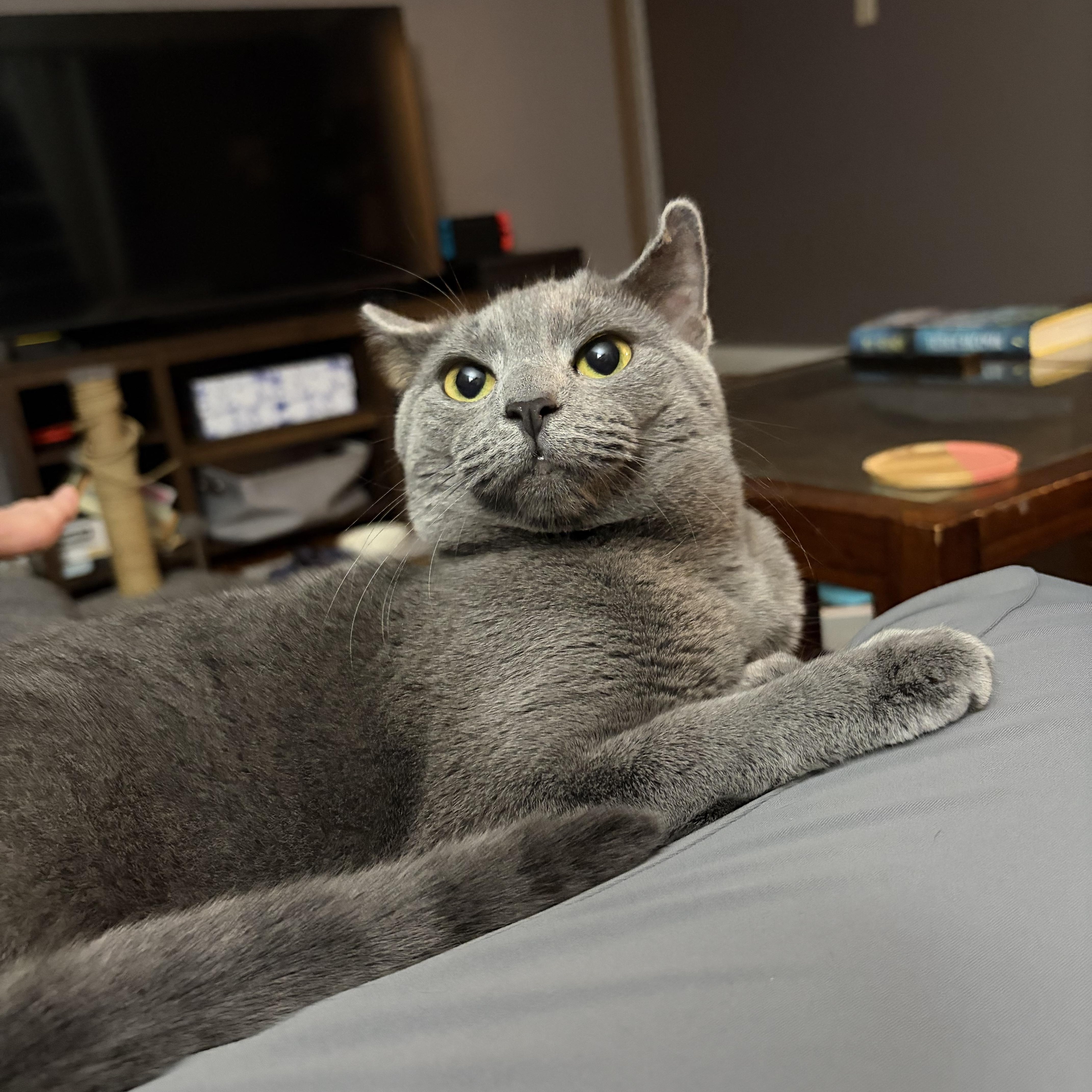 Momo, a Adoptable Domestic Short Hair in Campbellsville, KY image 6/6