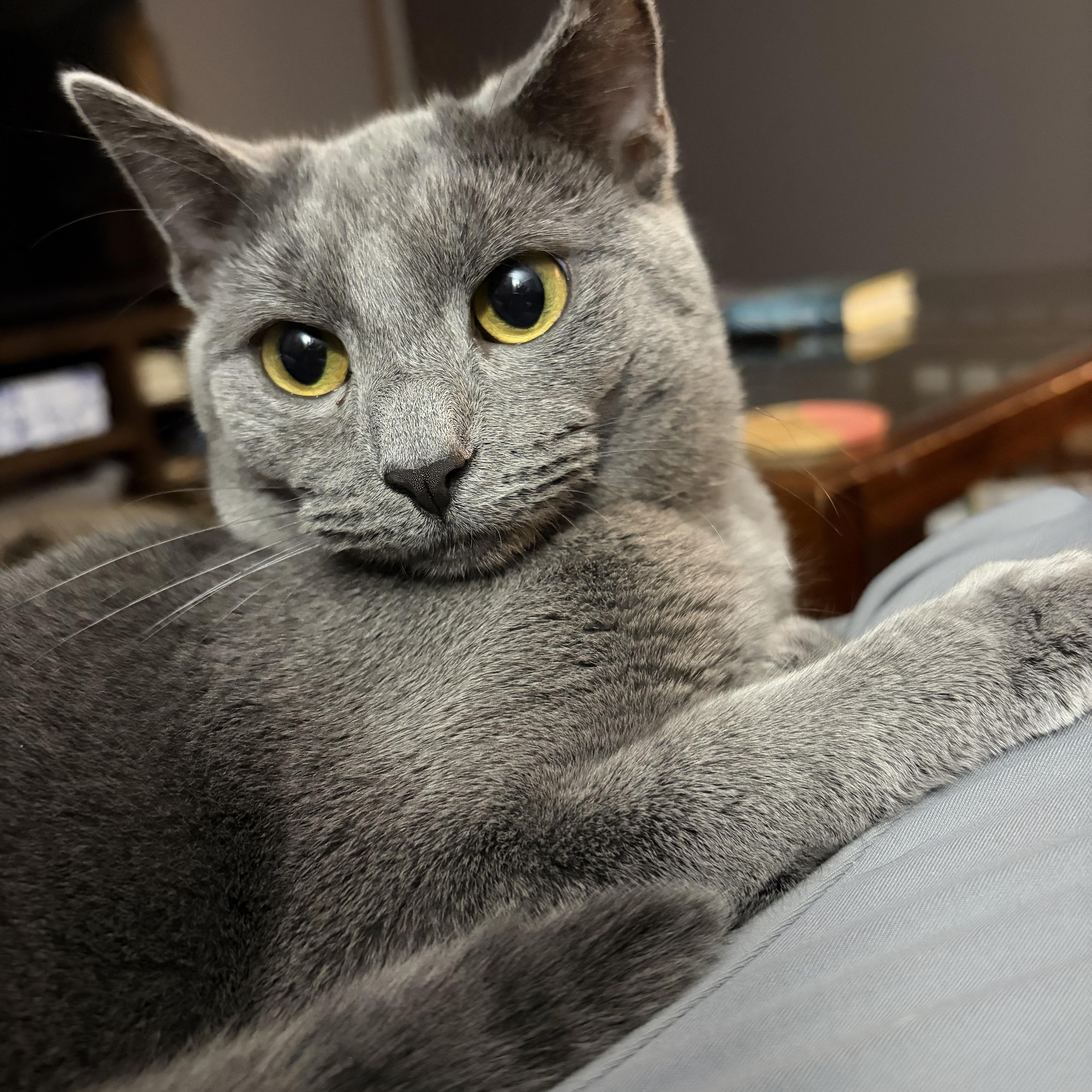 Momo, a Adoptable Domestic Short Hair in Campbellsville, KY image 1/6