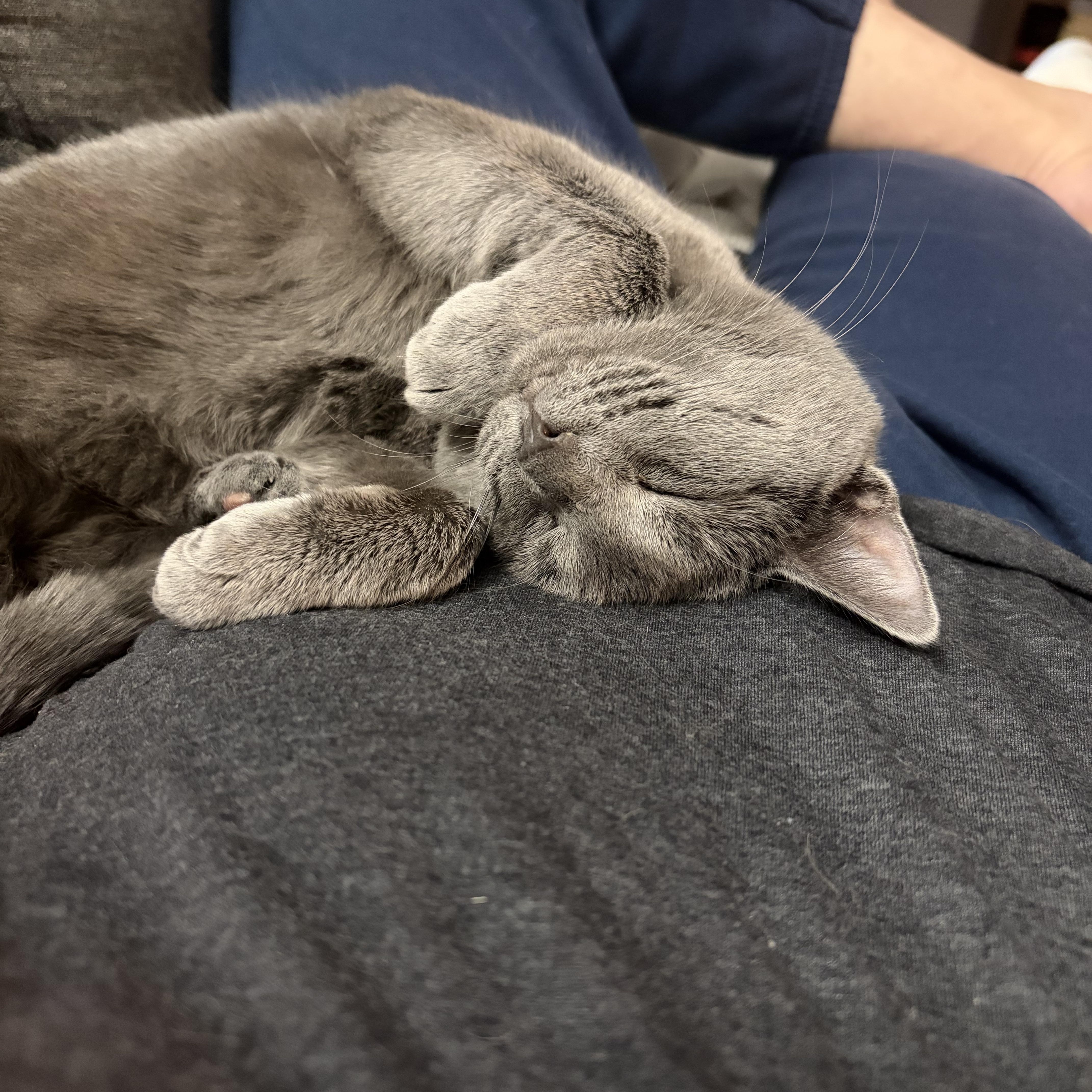 Momo, a Adoptable Domestic Short Hair in Campbellsville, KY image 2/6