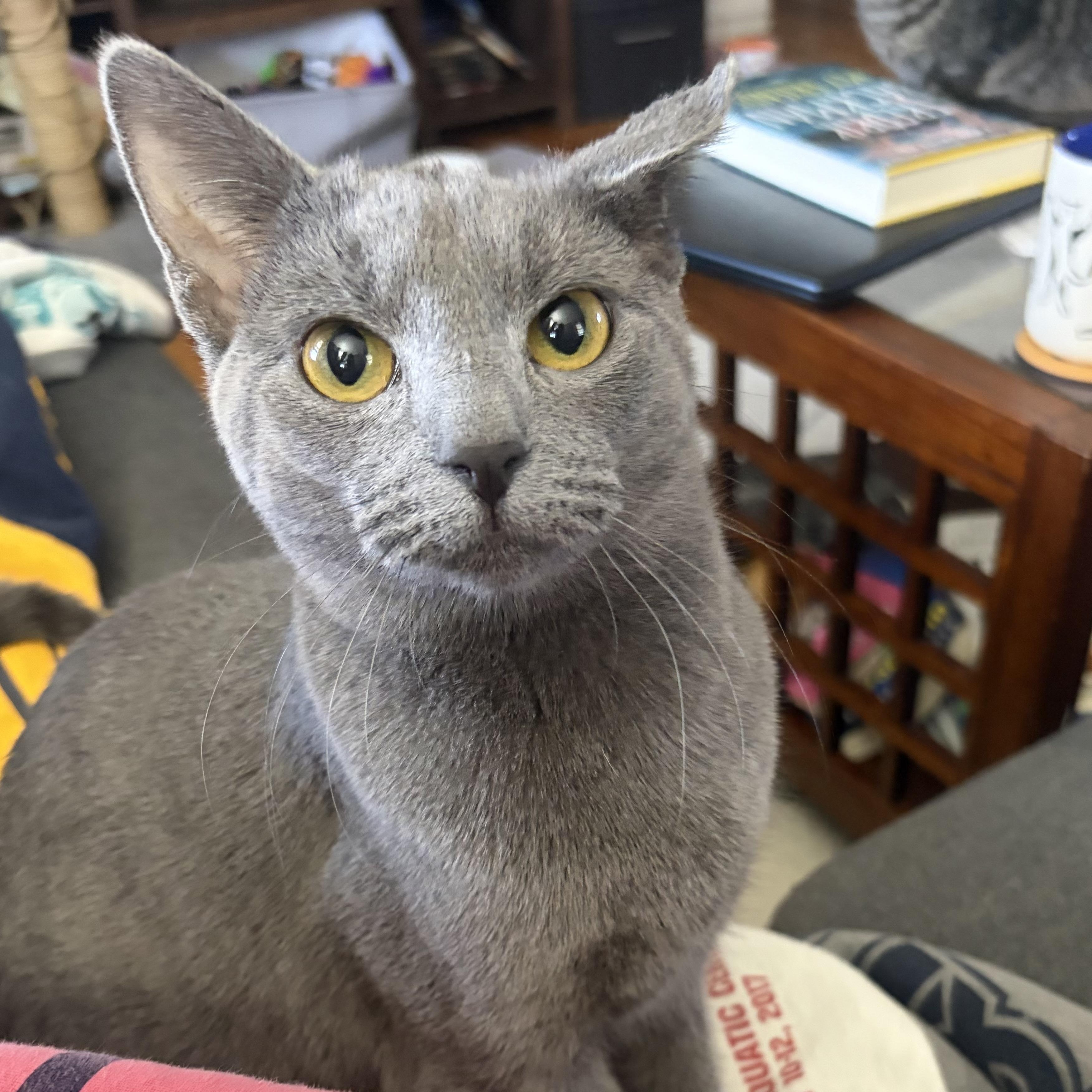 Momo, a Adoptable Domestic Short Hair in Campbellsville, KY image 4/6