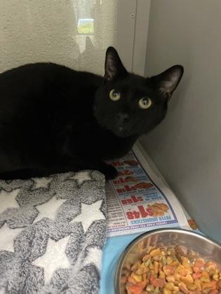 Panther, Adoptable, Adult Male Domestic Short Hair & Domestic Short Hair.