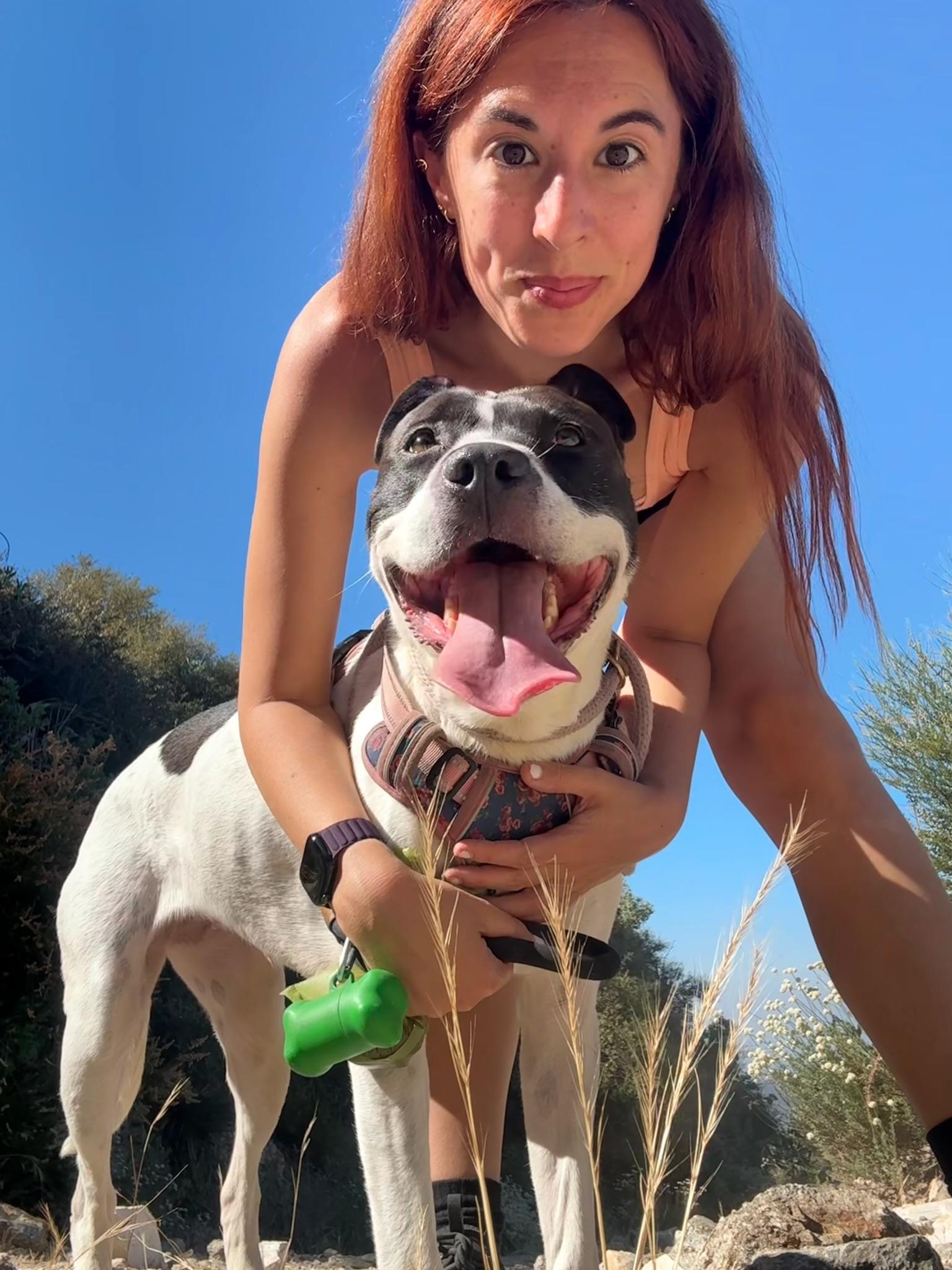 Blossom, Adoptable, Young Female Staffordshire Bull Terrier.