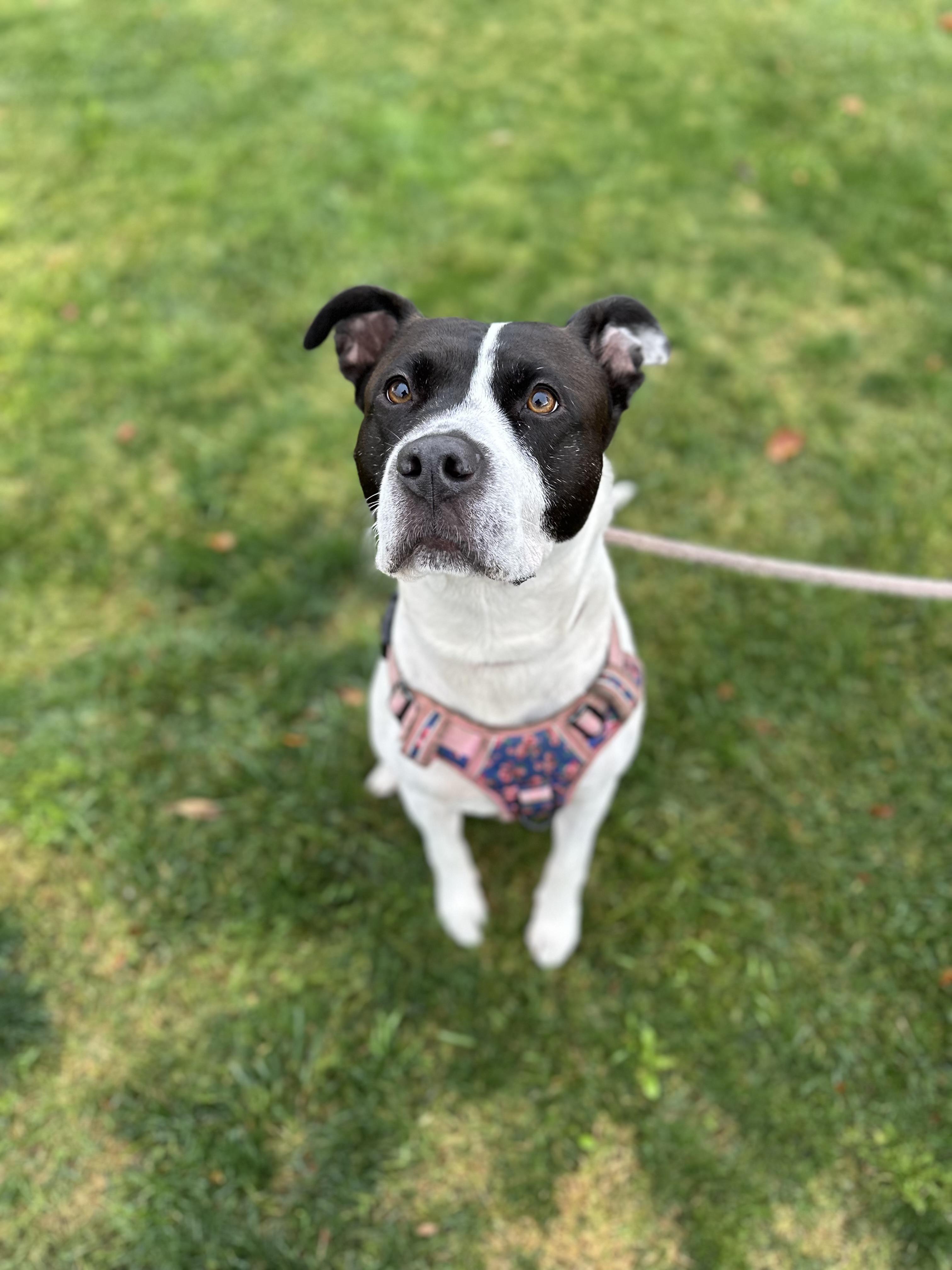 Enlarge Blossom, a Adoptable Staffordshire Bull Terrier in santa monica, CA image 2/6
