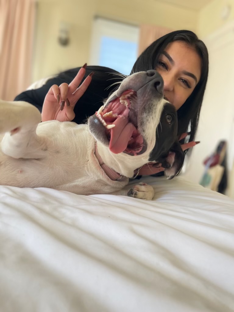 Enlarge Blossom, a Adoptable Staffordshire Bull Terrier in santa monica, CA image 6/6