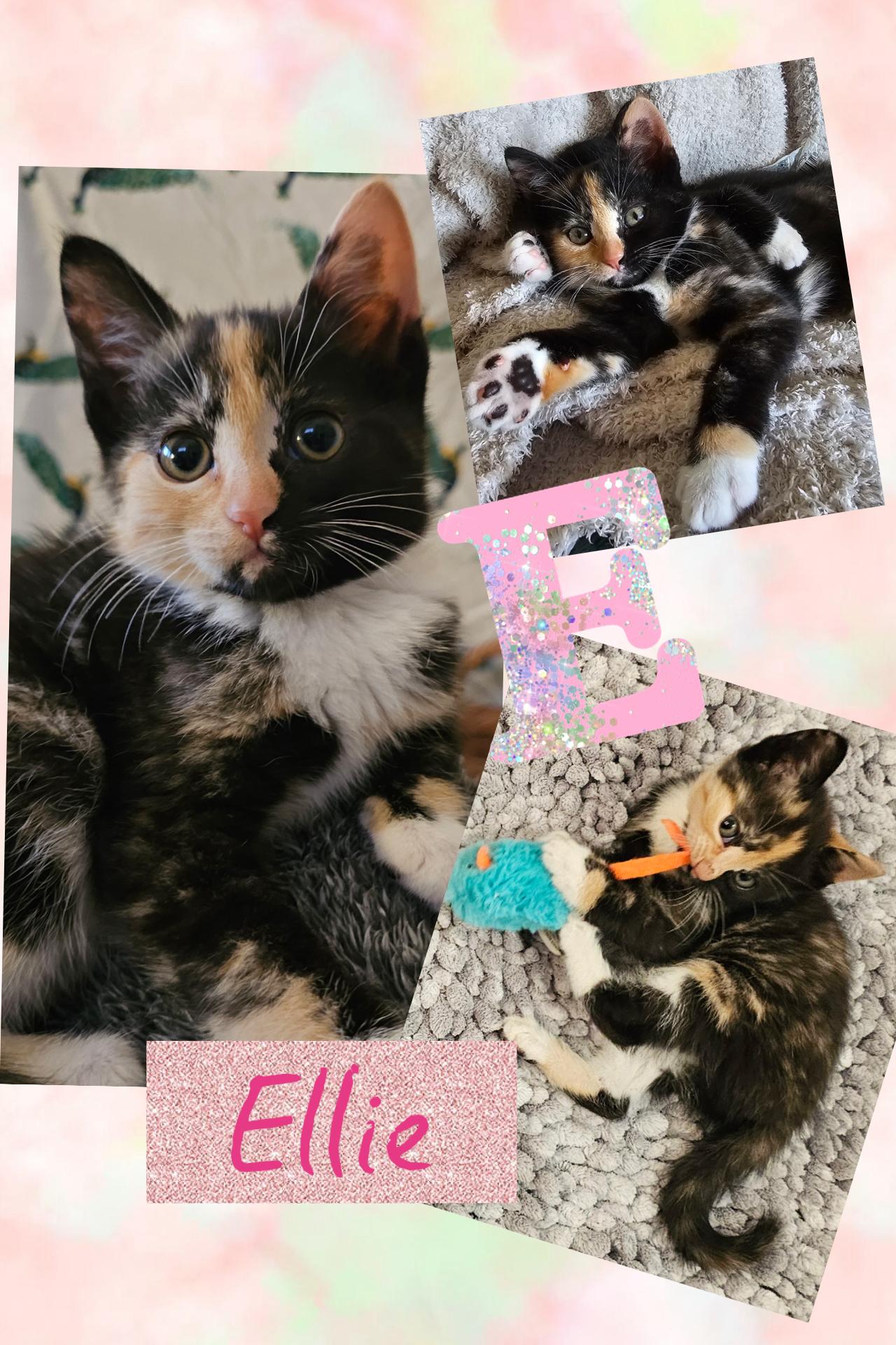 Enlarge Ellie, a ADOPTABLE Calico in Pasco, WA image 5/5