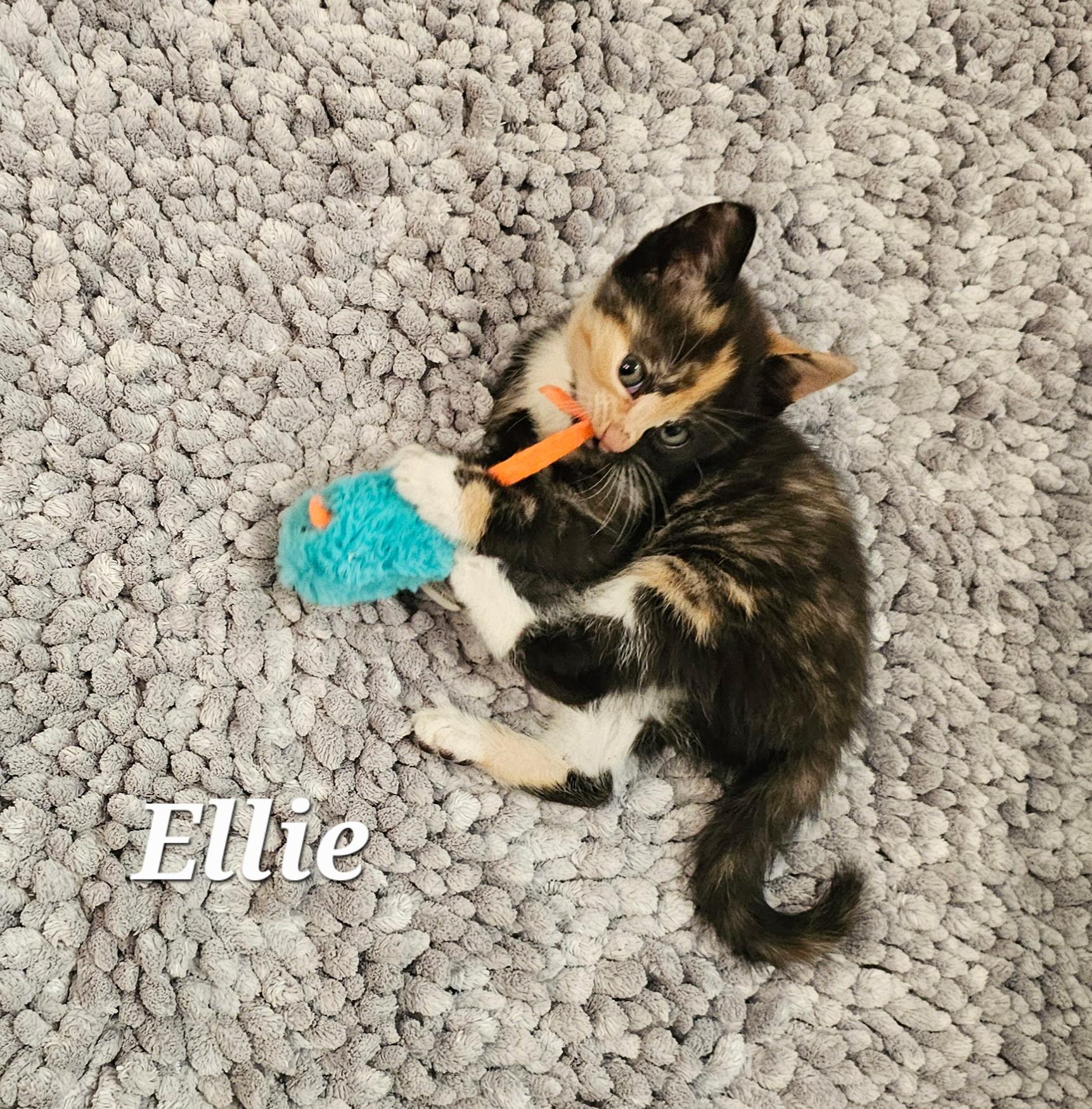 Enlarge Ellie, a ADOPTABLE Calico in Pasco, WA image 3/5