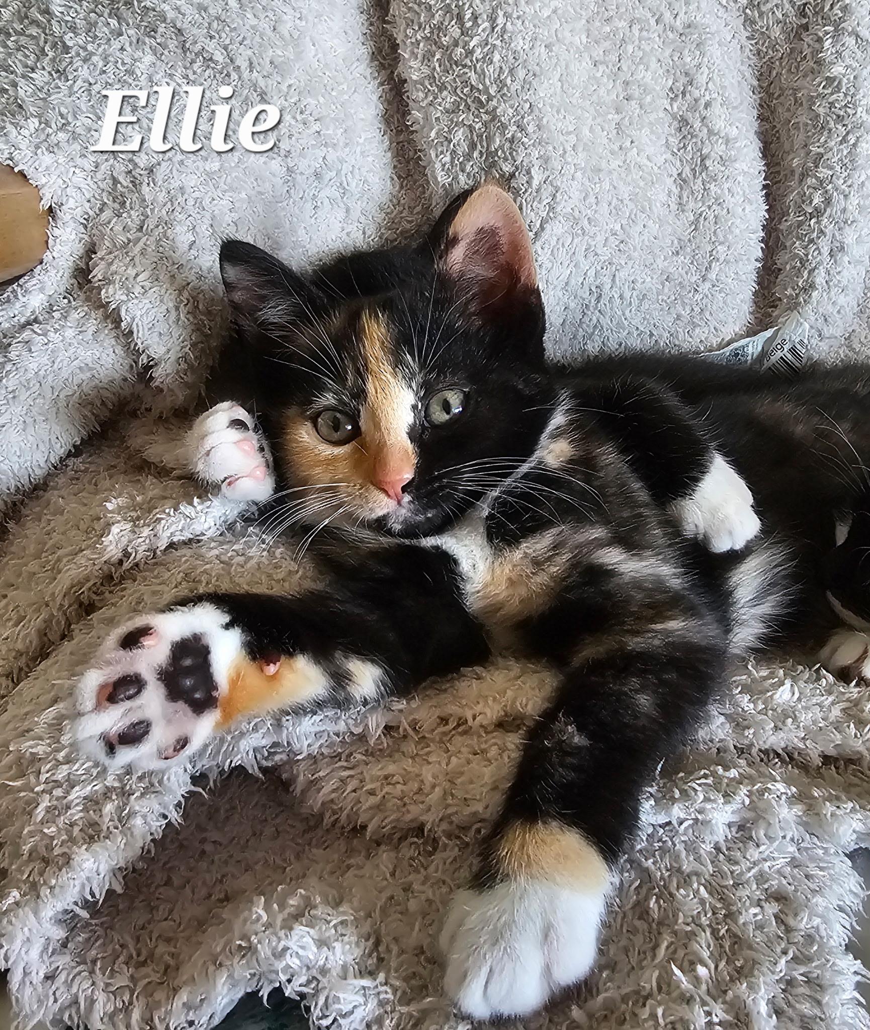 Enlarge Ellie, a ADOPTABLE Calico in Pasco, WA image 2/5