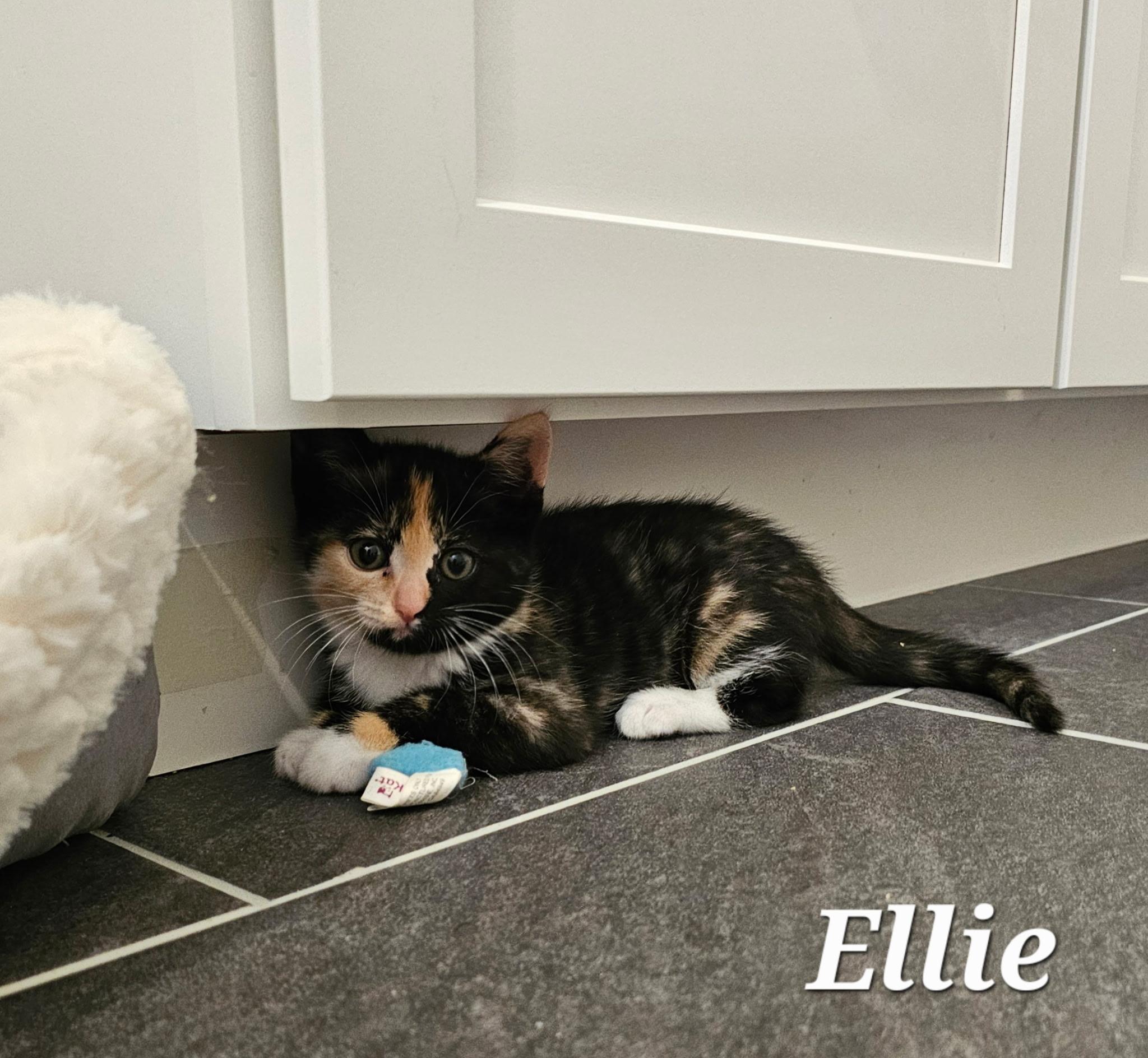 Enlarge Ellie, a ADOPTABLE Calico in Pasco, WA image 4/5