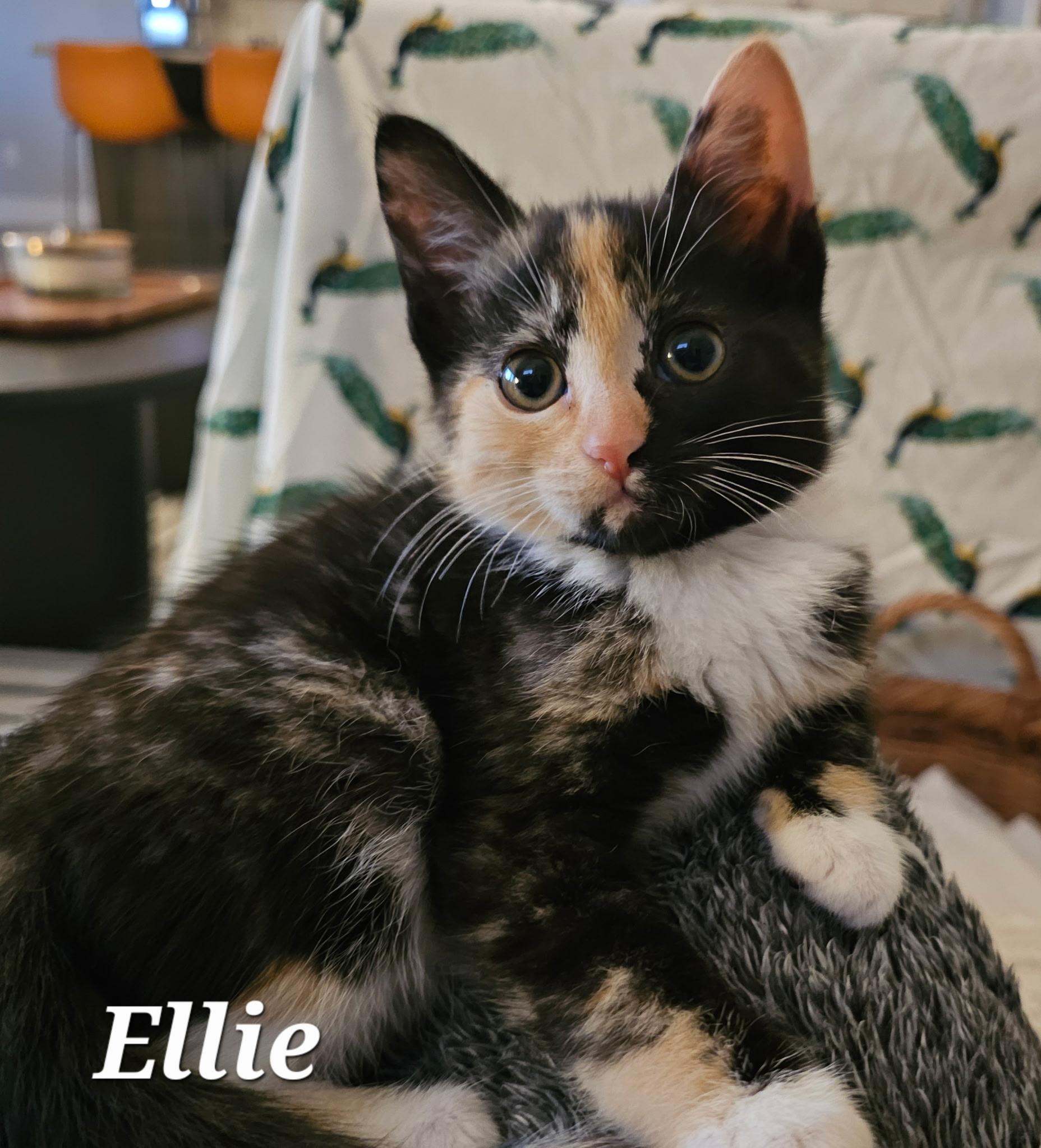 Ellie, ADOPTABLE, Kitten Female Calico.