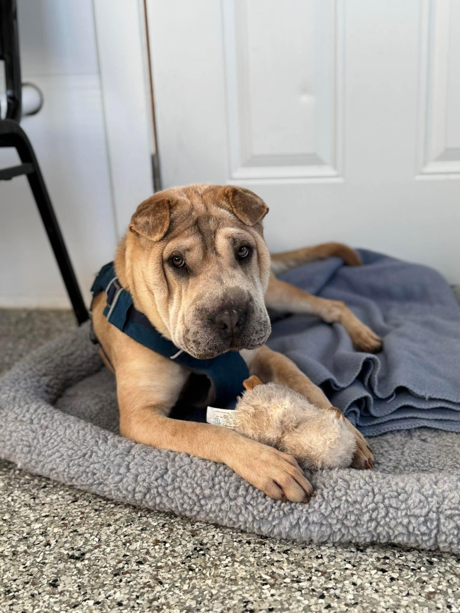 Enlarge Bailey, a Adoptable mixed breed in Independence, IA image 3/3