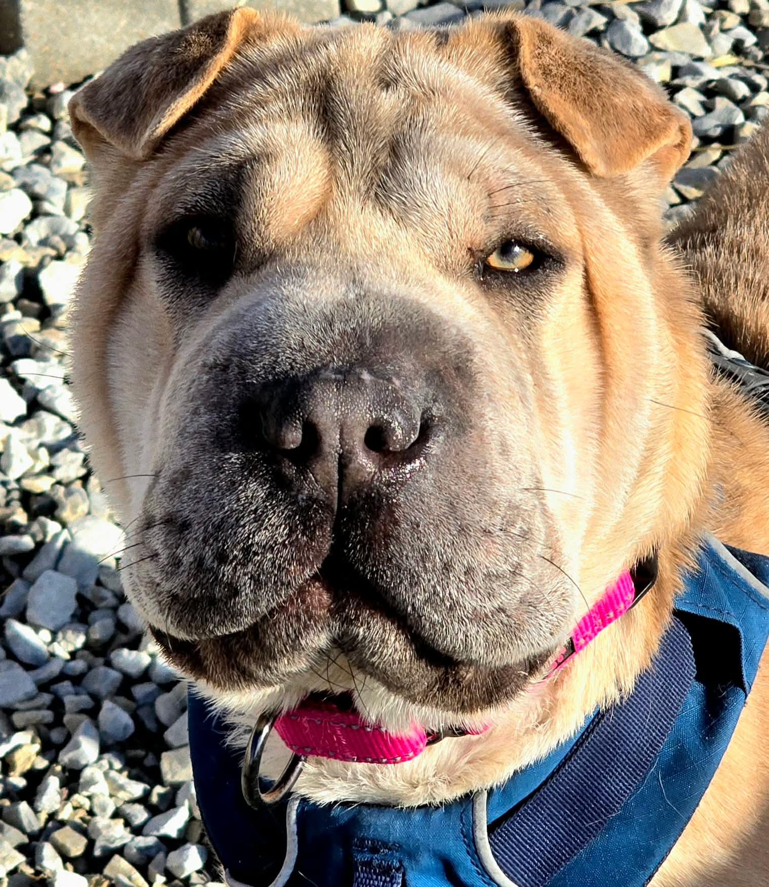 Enlarge Bailey, a Adoptable mixed breed in Independence, IA image 2/3