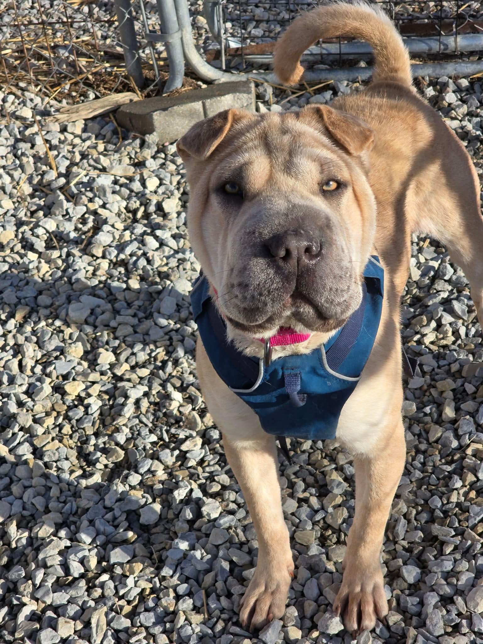 Bailey, Adoptable, Young Female Shar-Pei.