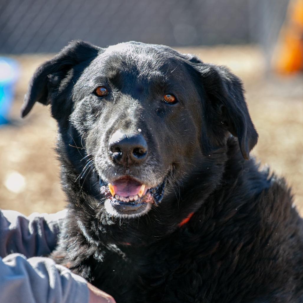 Leo, Adoptable, Senior Male Black Labrador Retriever.