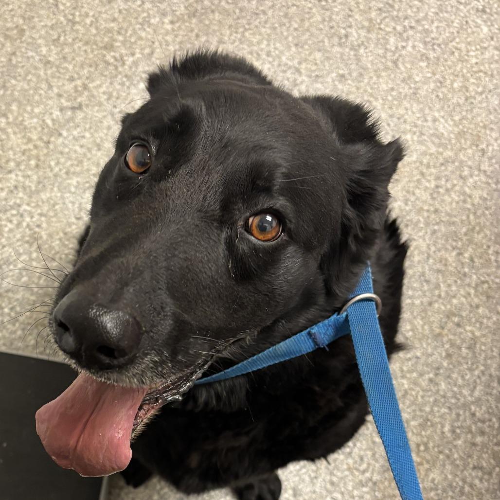 Enlarge Leo, a Adoptable Black Labrador Retriever in Taos, NM image 1/1