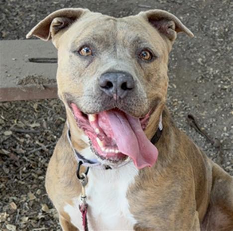 CHILI, Adoptable, Adult Female Pit Bull Terrier.