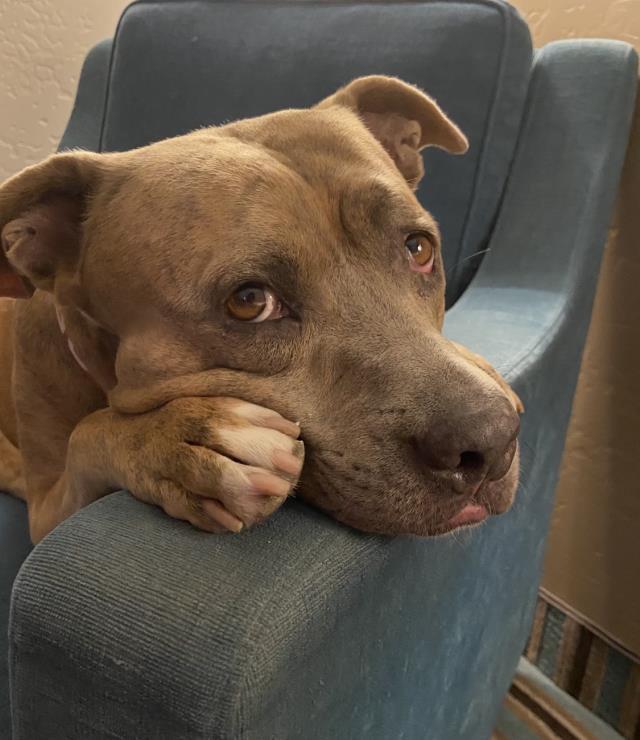 CHILI, Adoptable, Adult Female Pit Bull Terrier.